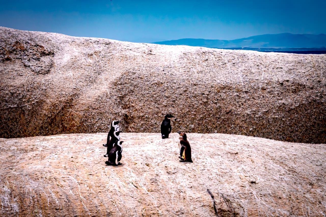 The image depicts several penguins standing on a rocky surface with a backdrop of distant hills and a blue sky. The setting appears to be a natural, rocky landscape, and the penguins are gathered in small groups across the terrain.