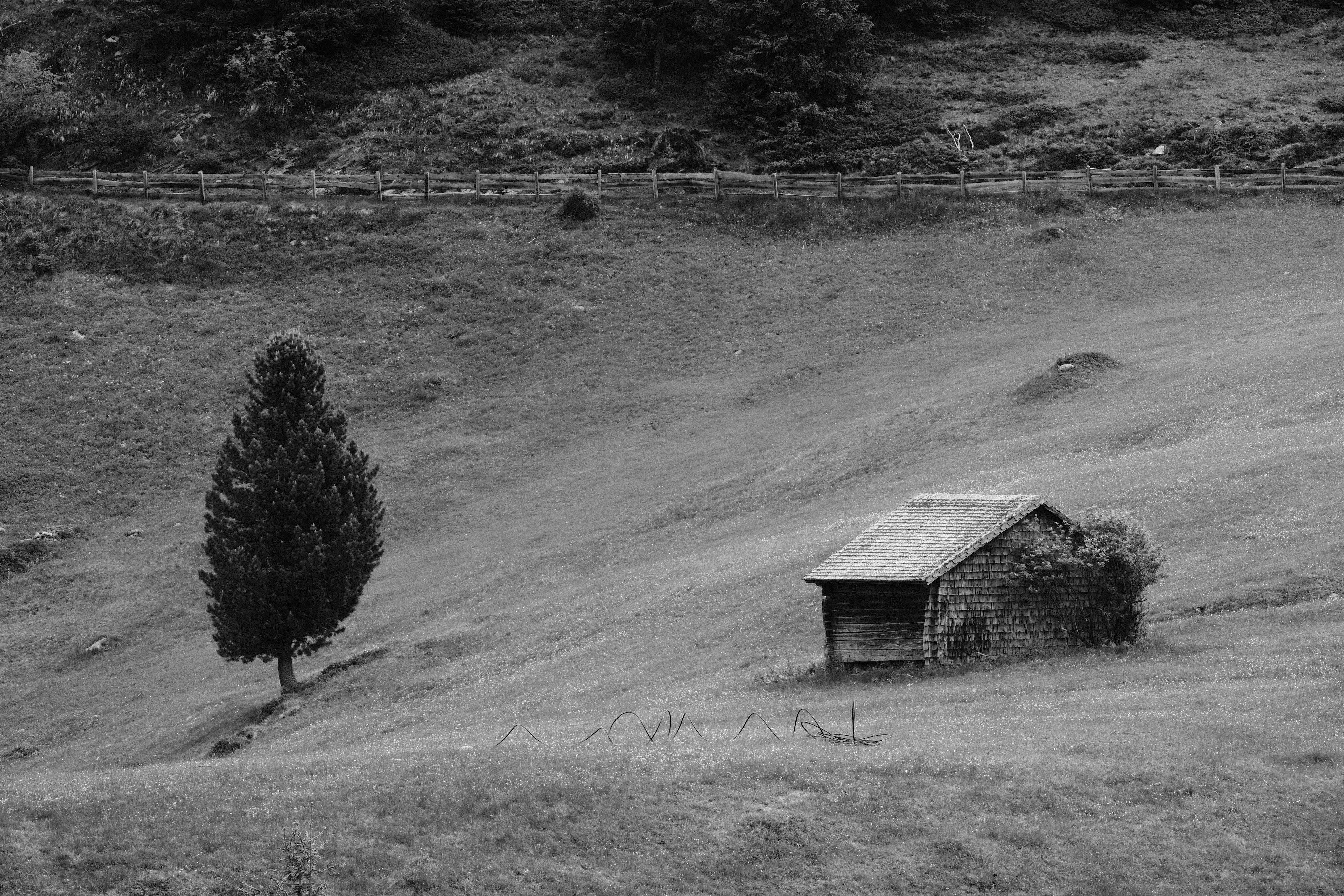 A black and white image of a curved mountain slope, covered in grass. In the shallow pit two objects compose the shot: a small cabin / Cottage and a coniferous tree standing somewhat apart on the meadow, but still forming a balanced pair in the composition. In the distance / upper part a wooden fence marks a hiking trail with some bushes on the side.