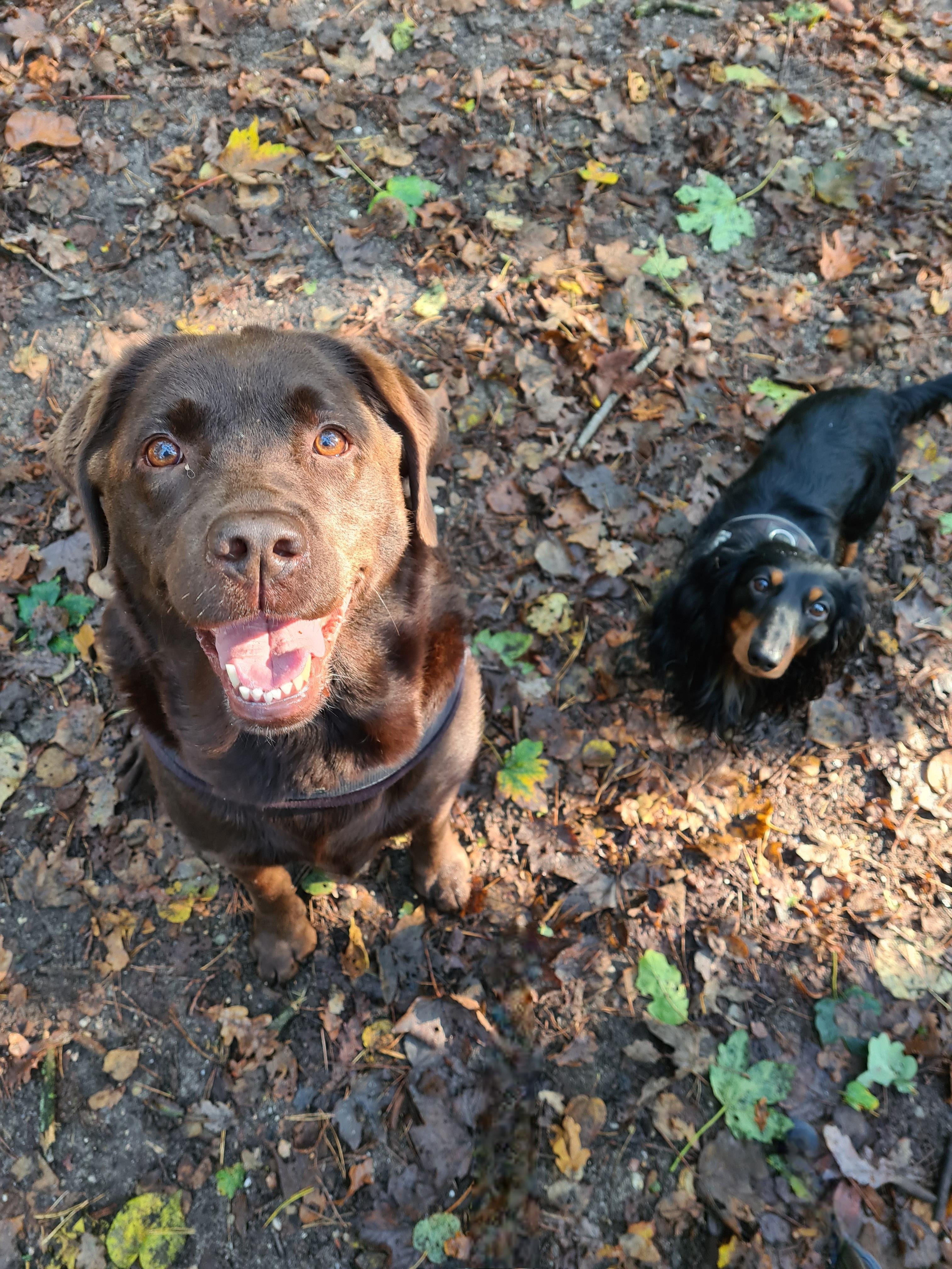 A bright, joyful photo taken in October 2021, showing Arwen and Bas standing on a forest floor covered in autumn leaves. In the foreground, Arwen, a chocolate Labrador with warm brown eyes, looks up at the camera with a huge, happy, open-mouthed smile, her ears slightly perked and her whole expression full of excitement and love. Sunlight highlights the soft brown tones of her fur. Behind her, a little to the right, stands Bas, a small black-and-tan long-haired Dachshund wearing a silver collar. He gazes up more calmly, his long ears framing his curious face. The ground beneath them is a mix of soil, scattered twigs, and fallen leaves in shades of yellow, orange, and brown, giving the scene a cosy mid-autumn atmosphere during their walk in the woods.