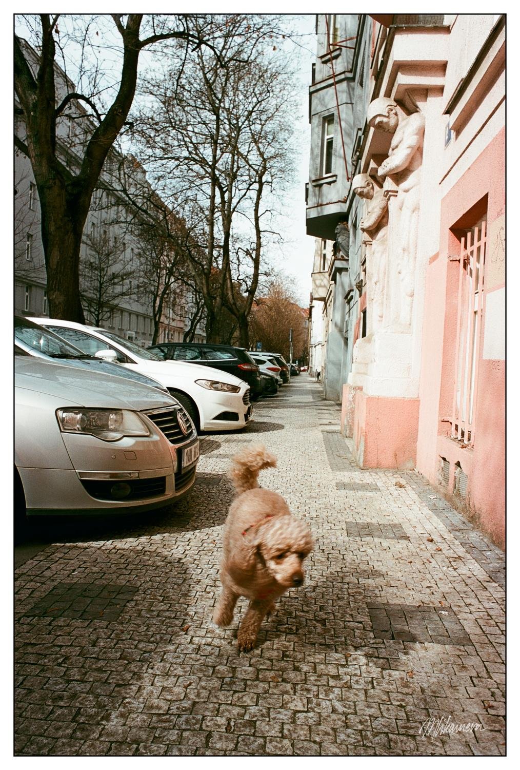 Poodle running on a cobblestone sidewalk next to parked cars on a tree-lined street. The building on the right features sculptures and a pink facade. Leafless trees cast shadows on the sidewalk, and the scene captures a clear day.