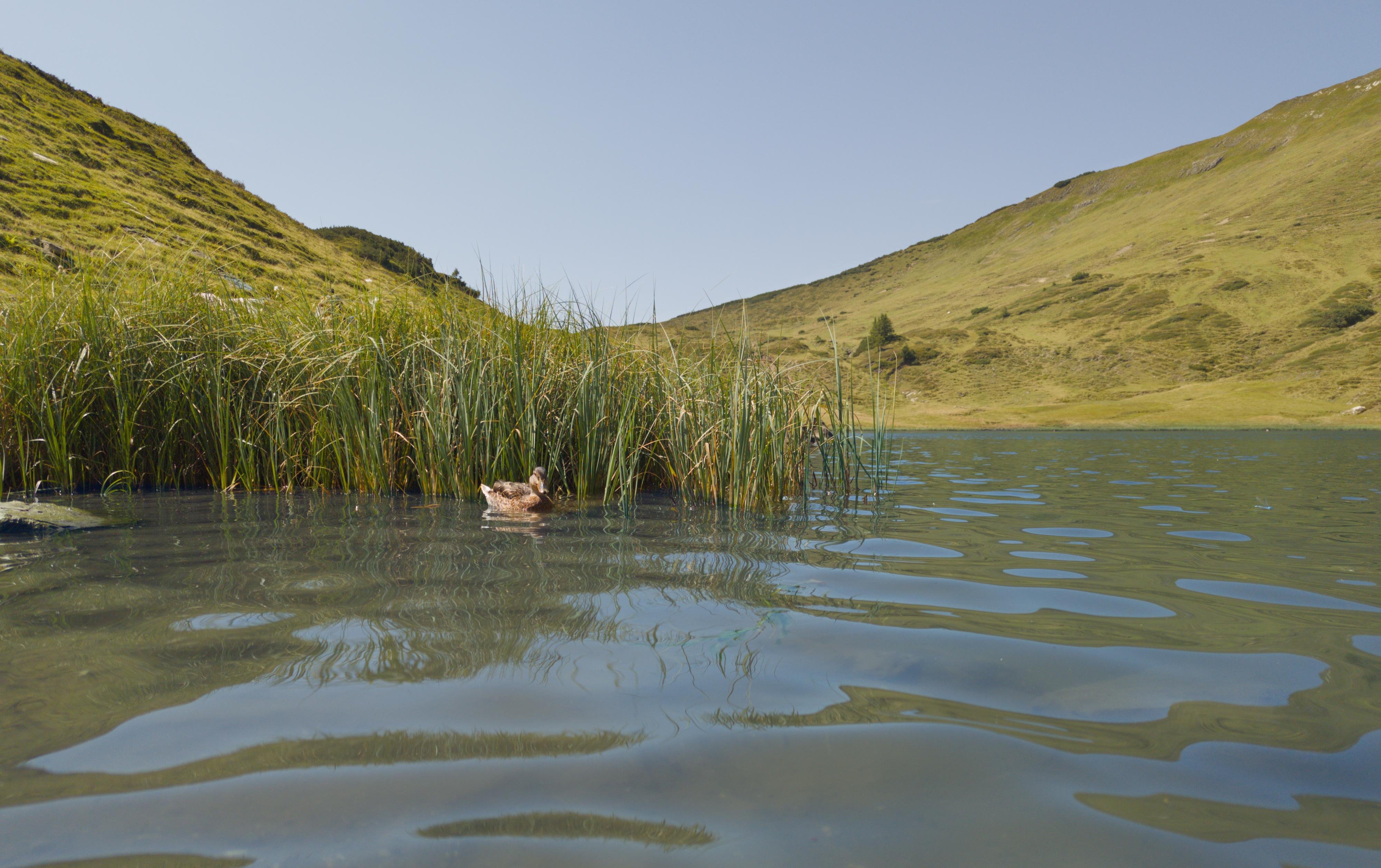 Low-angle view across a calm lake with rippling water in the foreground; tall reeds line the left shoreline where a duck swims, and grassy hills rise on both sides under a clear blue sky.
