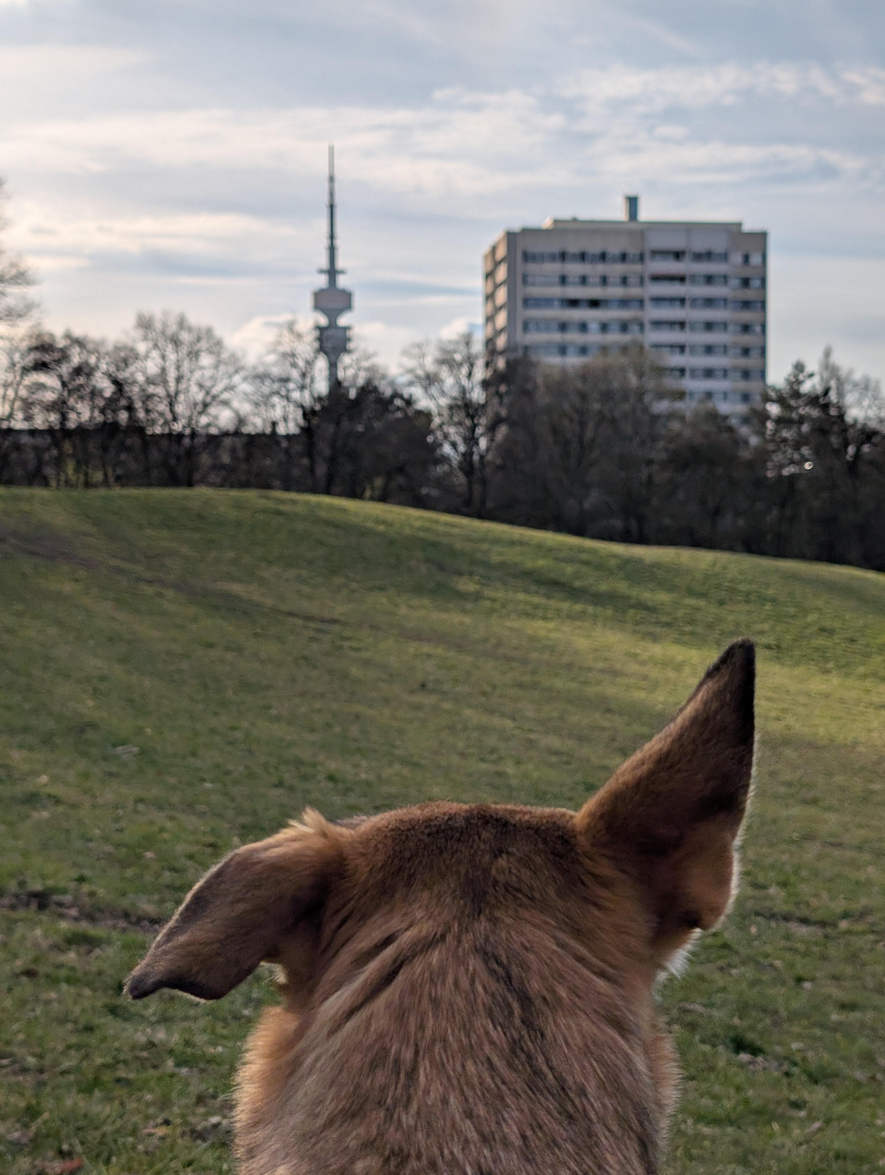 Back view of a dog’s head and ears in the foreground, looking across a grassy hill toward leafless trees, a tall communications tower, and a rectangular multi-story building under a cloudy sky.
