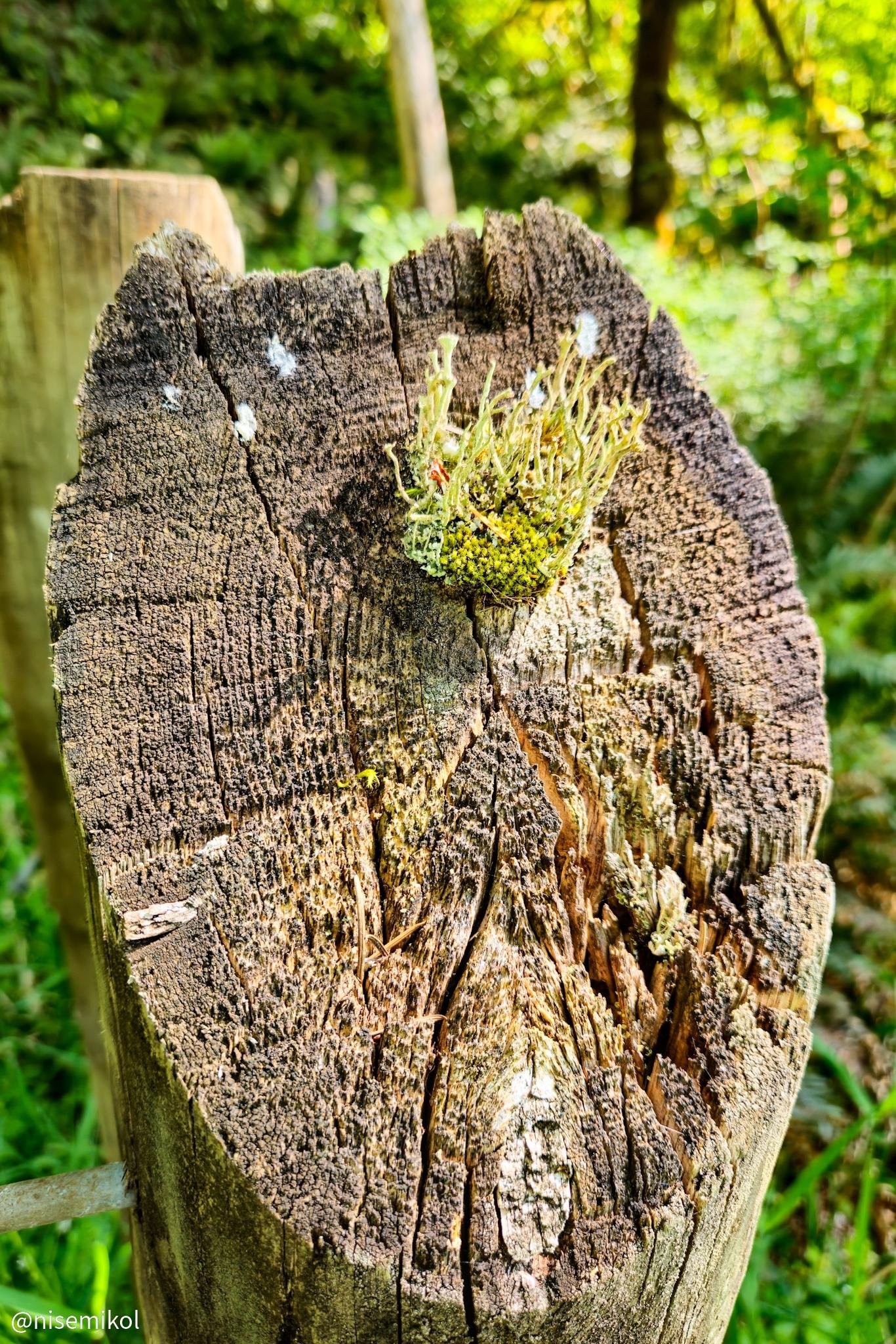 Close-up of a weathered wooden fence post, with visible cracks and rough texture. A patch of green lichen and small red elements grows on the upper surface. The background is a blur of green foliage, suggesting a natural, forested area. Sunlight highlights the top of the post and surrounding greenery.