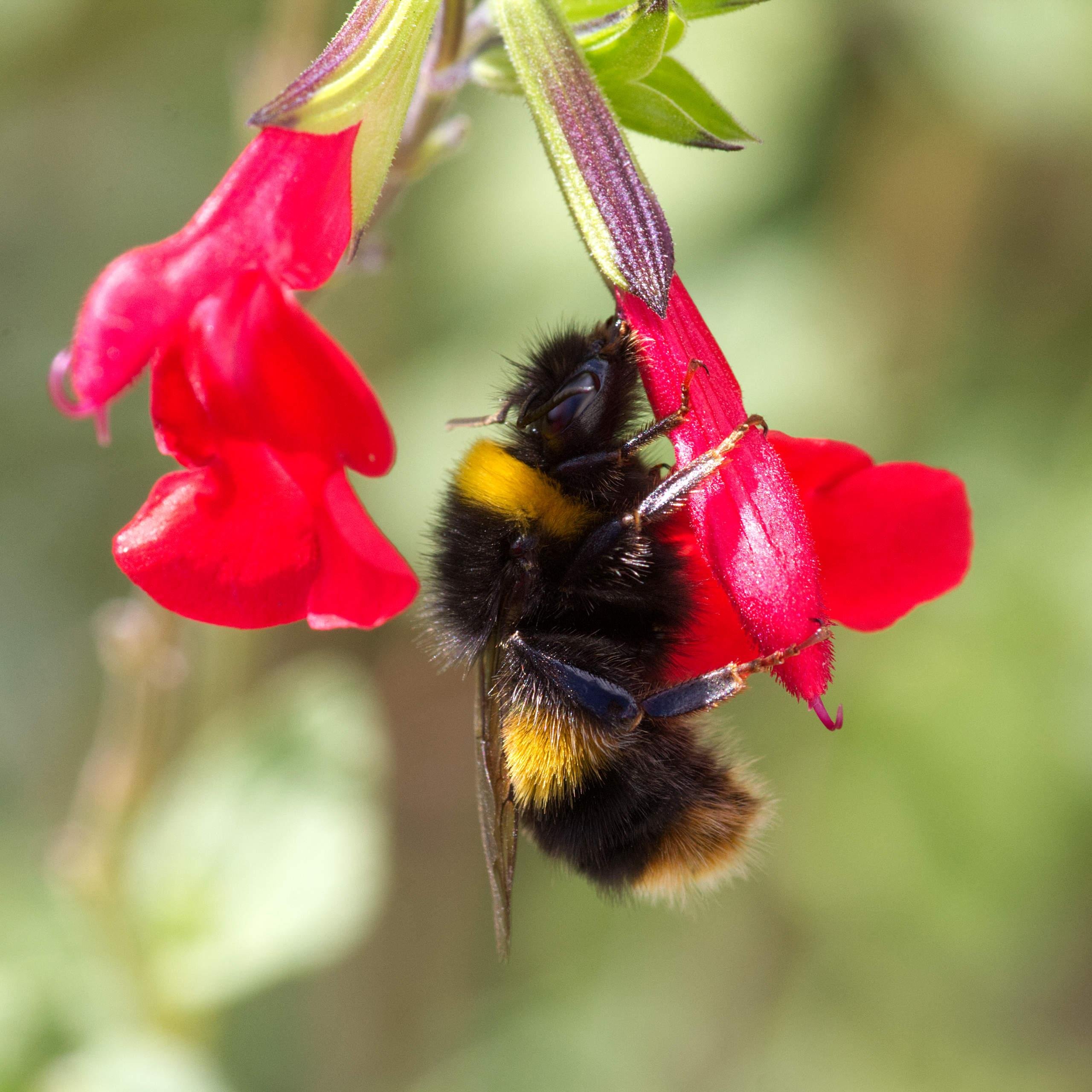 A large bumblebee, furry and black with two yellow stripes. it's clinging to a red salvia flower, feeding from the outside base of the flower, rather than inside it.