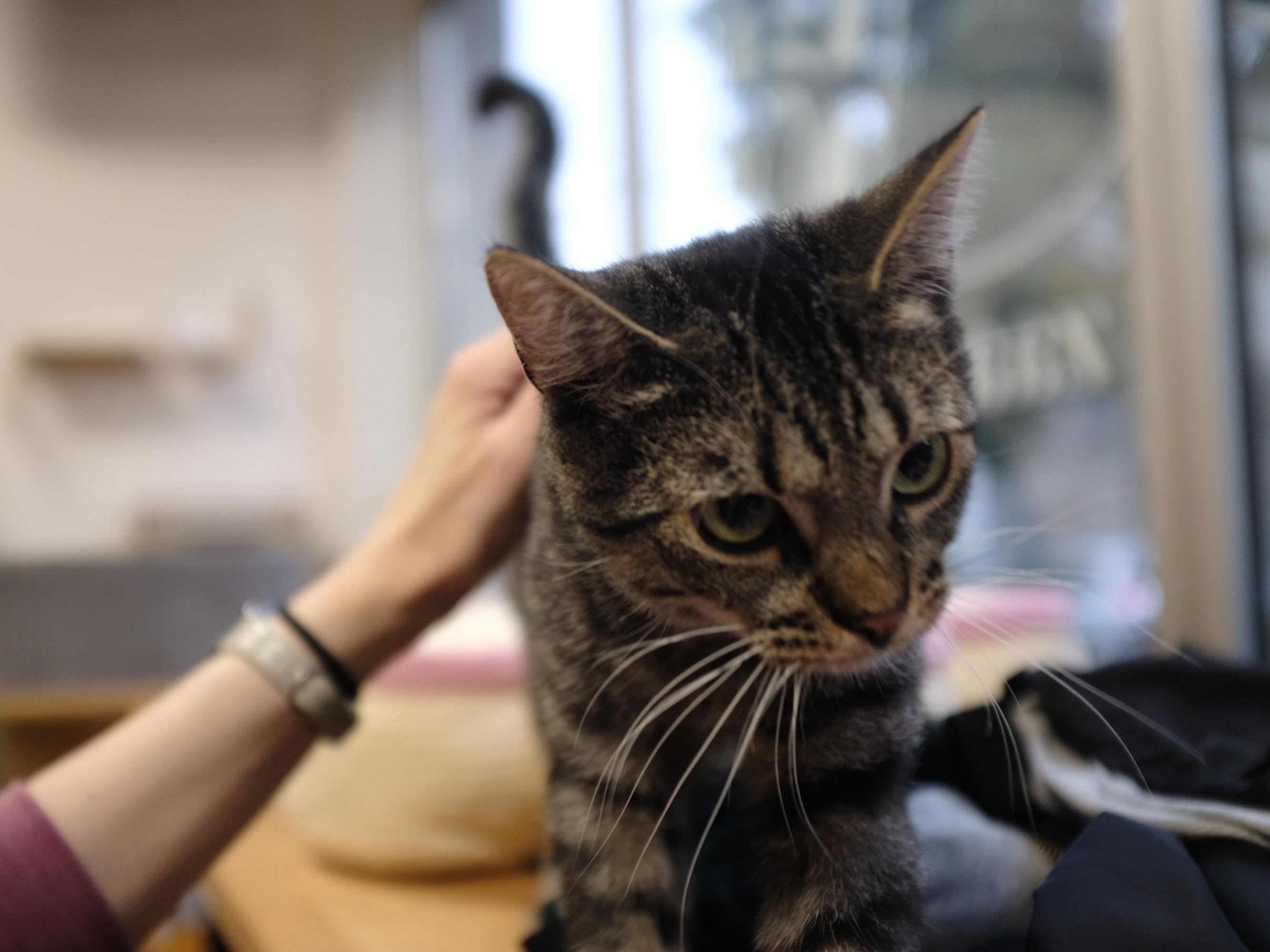 A tabby cat with dark stripes leans forward, its large eyes looking intently ahead. A person's hand, wearing a watch, is gently petting the cat's head. Blurred background includes a window with a view of trees outside and some indoor items such as a table and cushions.