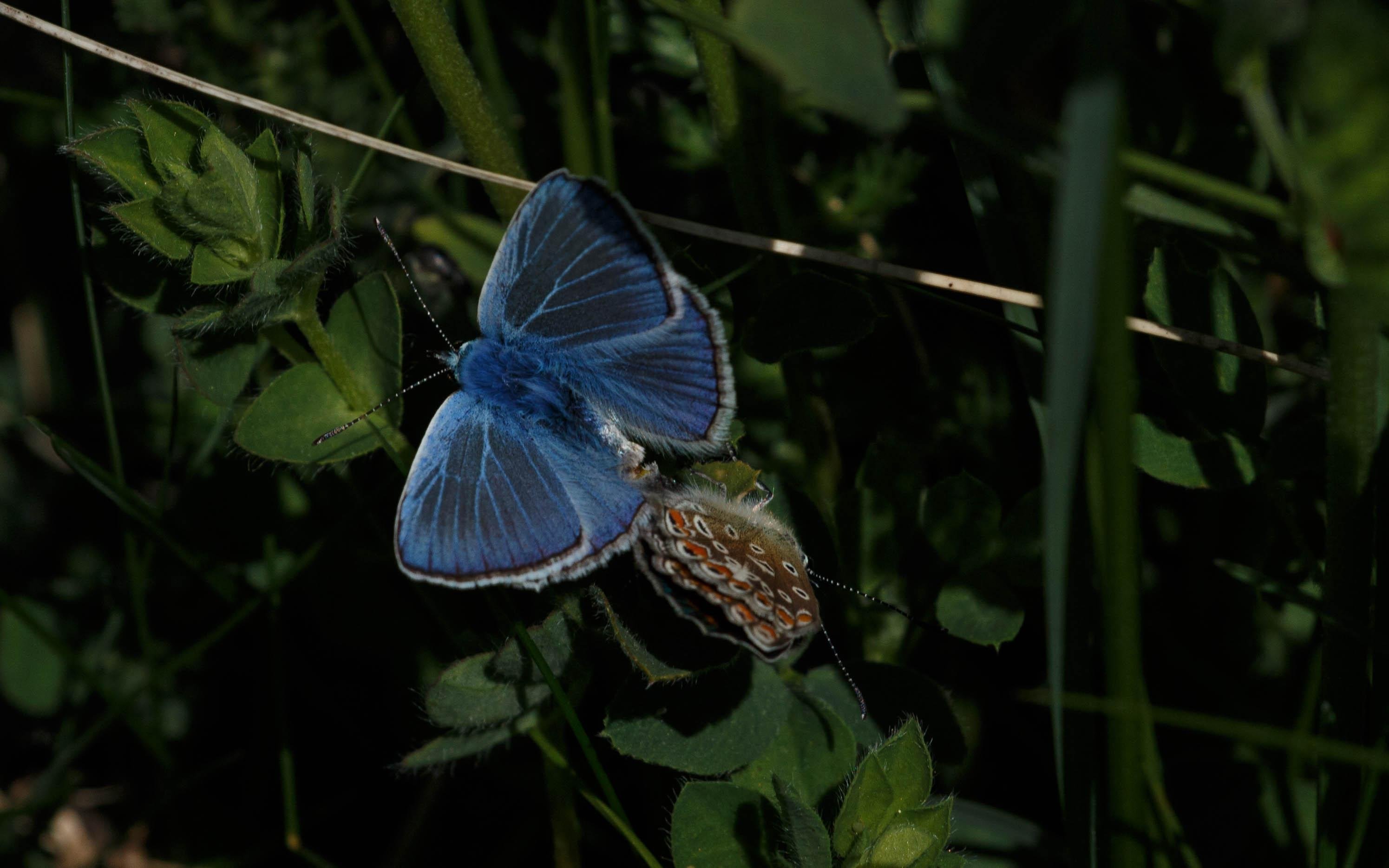 Two mating common blues (Polyommatus icarus).