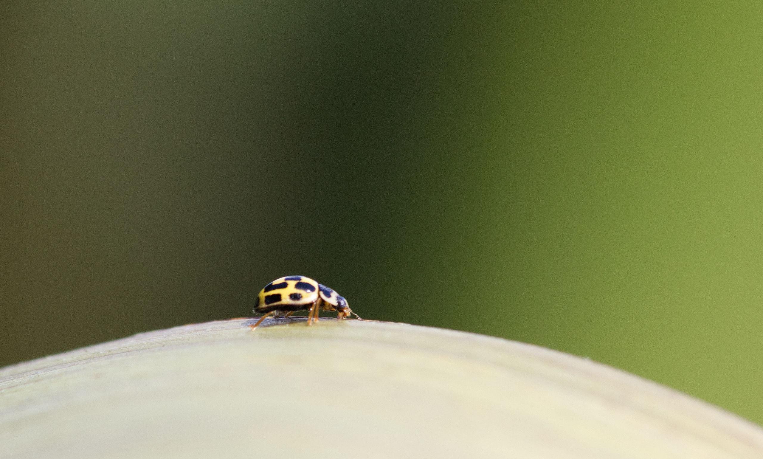 A tiny yellow ladybird with black spots sits on top of a curved light green structure with a dark green background behind. It looks like it's walking on the edge of a planet or something.