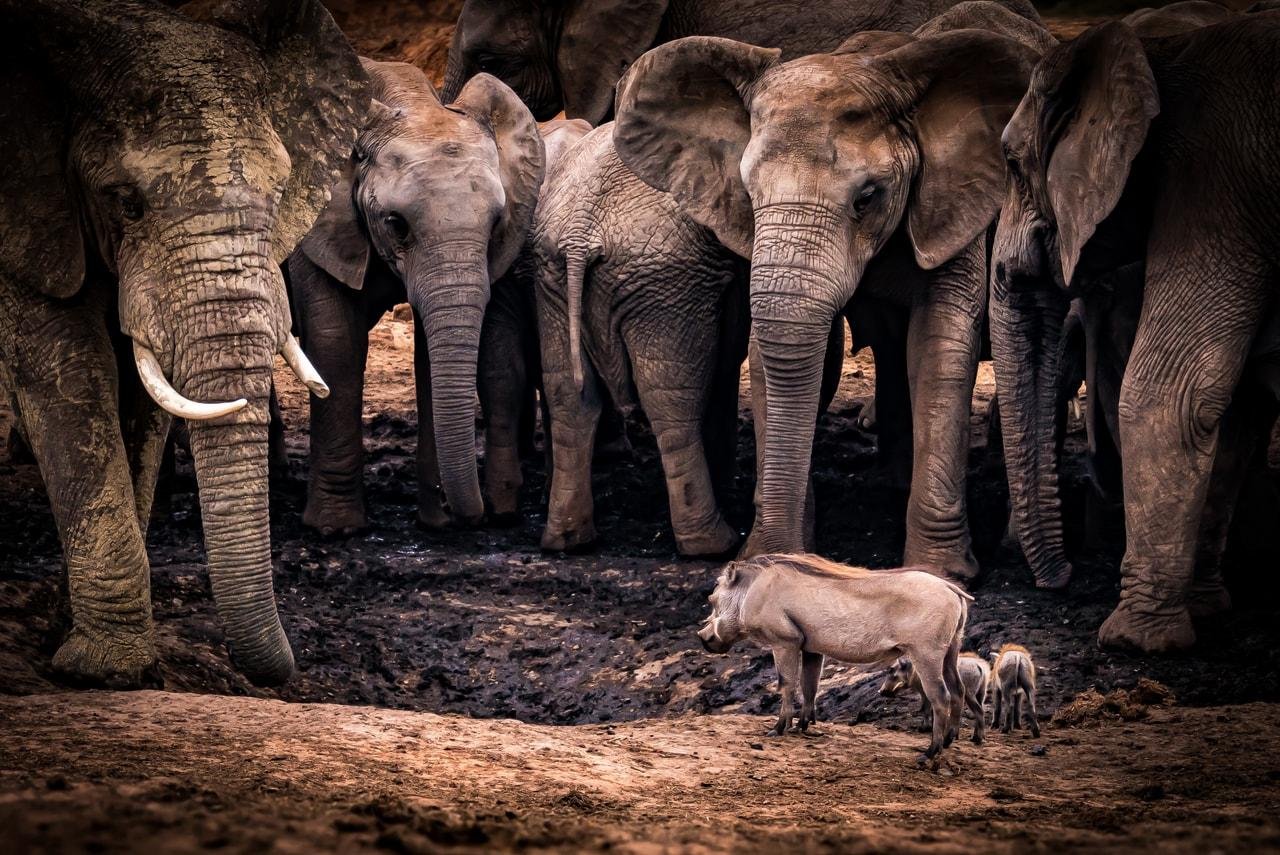 The image shows several elephants gathered around a muddy area, possibly a watering hole. In the foreground, there are a couple of warthogs, including what appears to be a juvenile, standing near the elephants. The scene looks quite natural and depicts wildlife interaction.