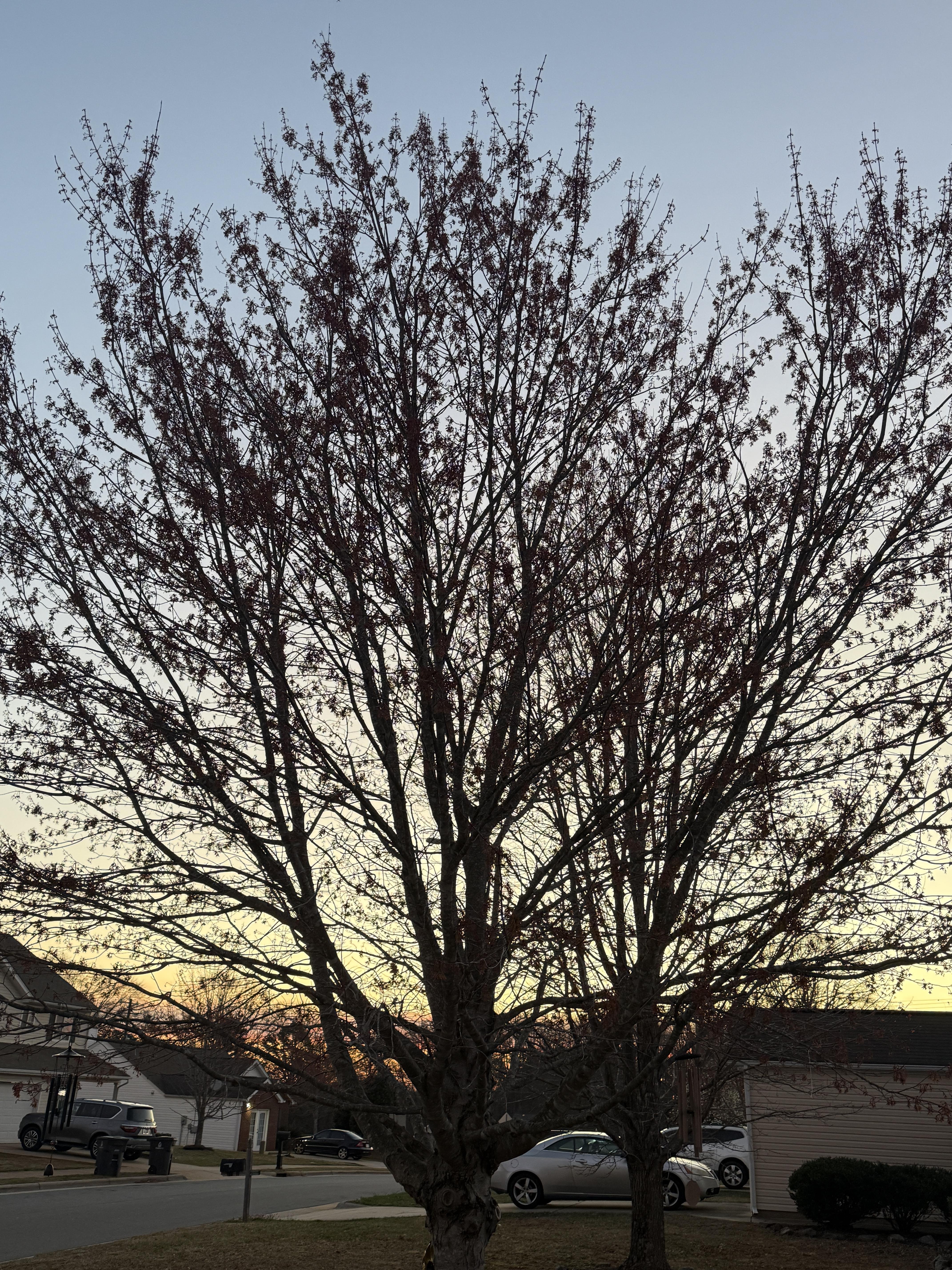 The image depicts a large tree with many branches and small buds against a clear sky. In the background, there's a suburban street with houses and a few parked cars. The scene appears to be captured at dawn or dusk, given the lighting.
