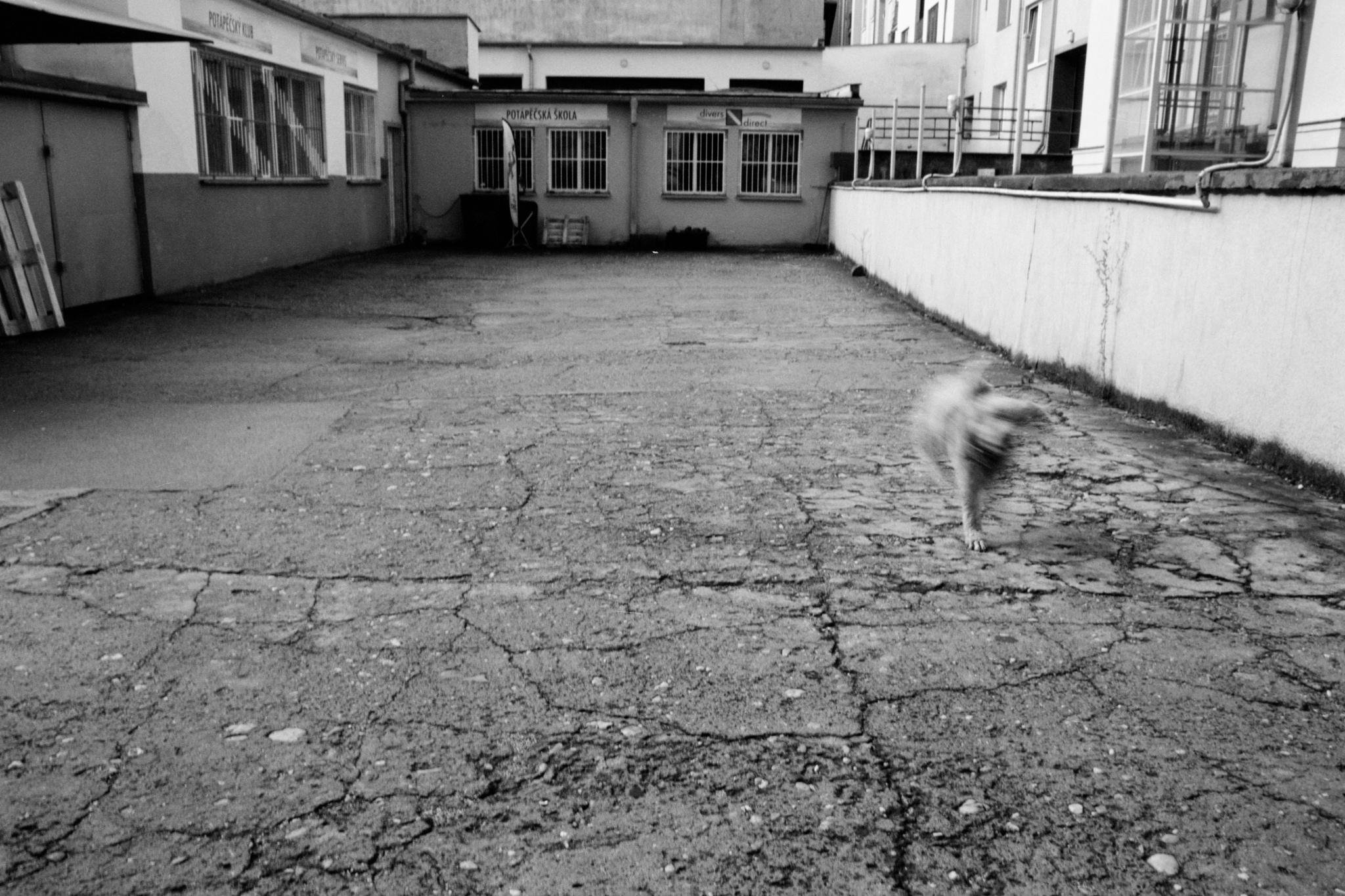 Black-and-white photo of a cracked concrete courtyard between low industrial buildings; barred windows and doors line the far wall, and a blurred dog runs across the right foreground.