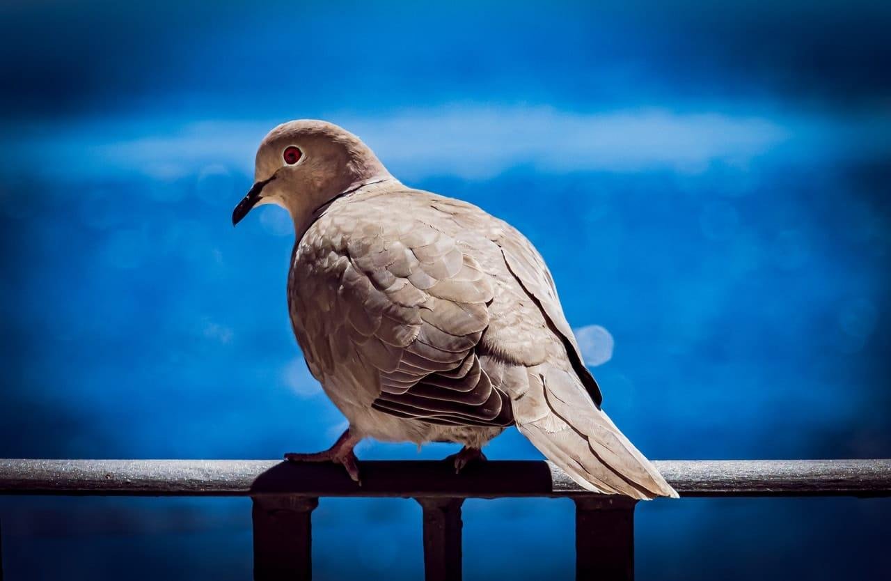 Gray-brown dove with a red eye and black beak perched on a dark metal railing, shown in side profile against a blurred blue background.
