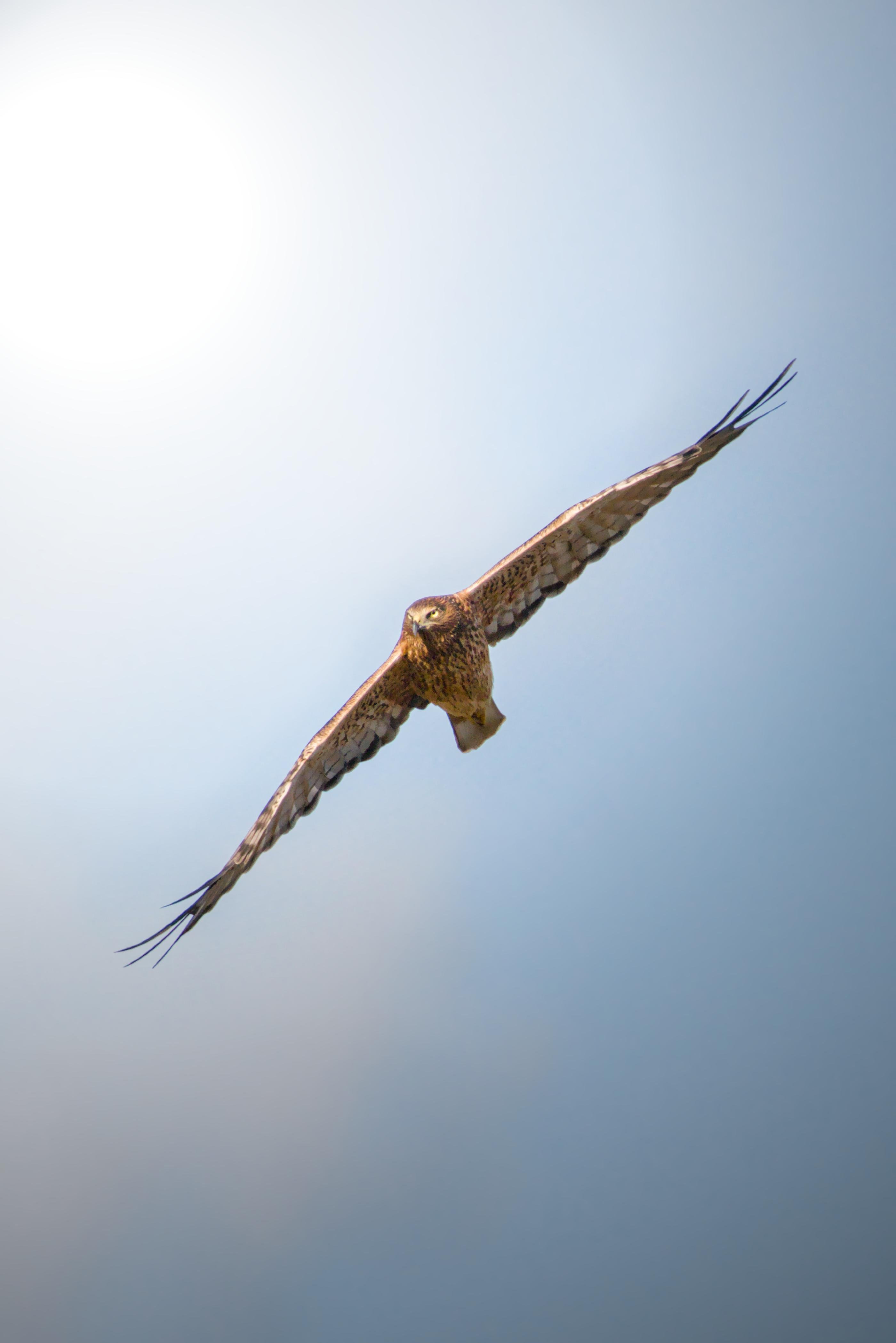 A Swamp Harrier gliding with wings fully outstretched against a pale blue sky, viewed from below with the bird centered and angled diagonally across the frame.