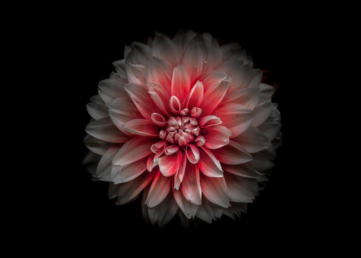 A single dahlia flower with layered petals, transitioning from pale at the edges to a vibrant pinkish-red near the center, set against a solid black background. The symmetrical arrangement of petals creates a striking, circular pattern.
