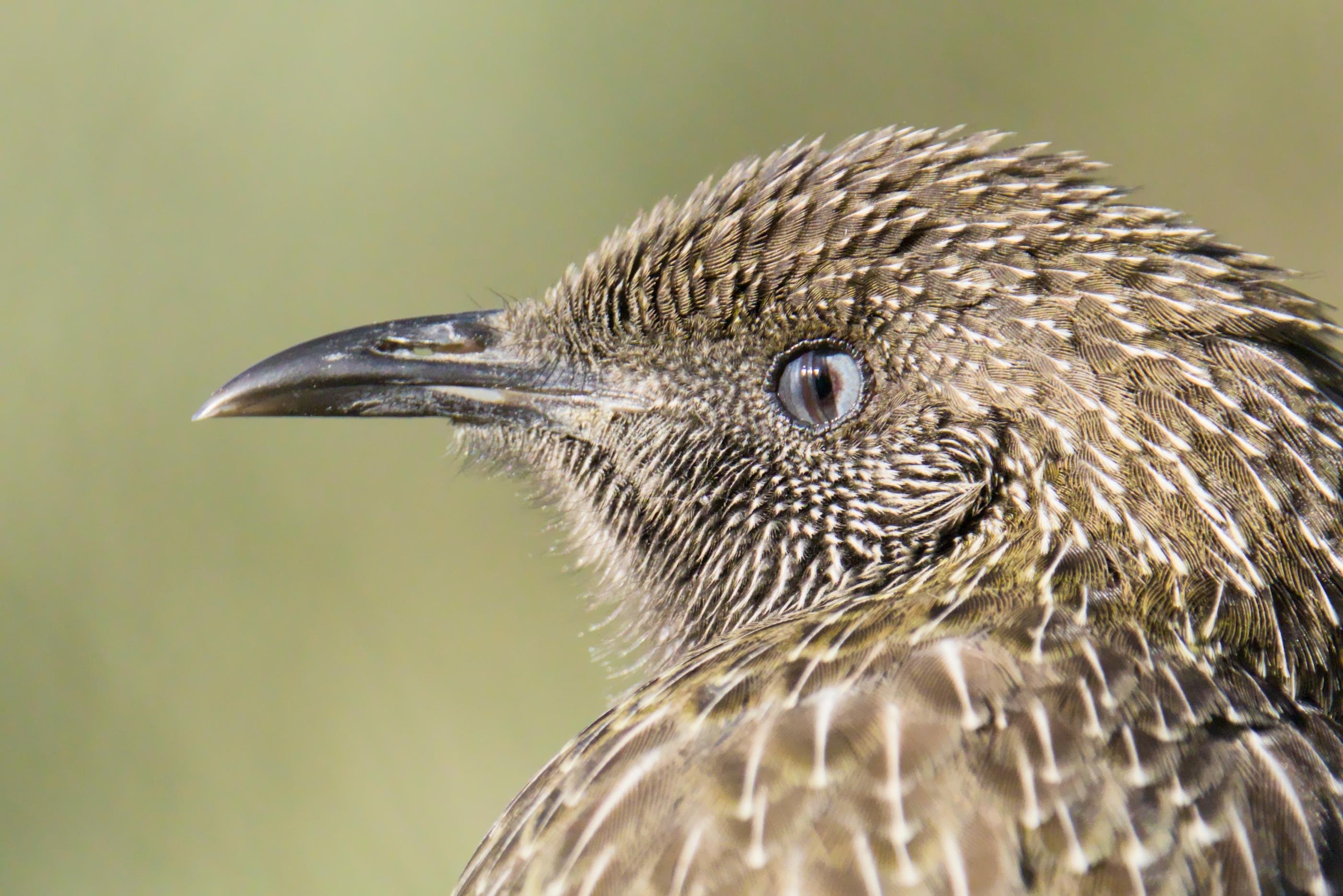 Close-up side profile of a Little Wattlebird, facing left against a blurred green background.