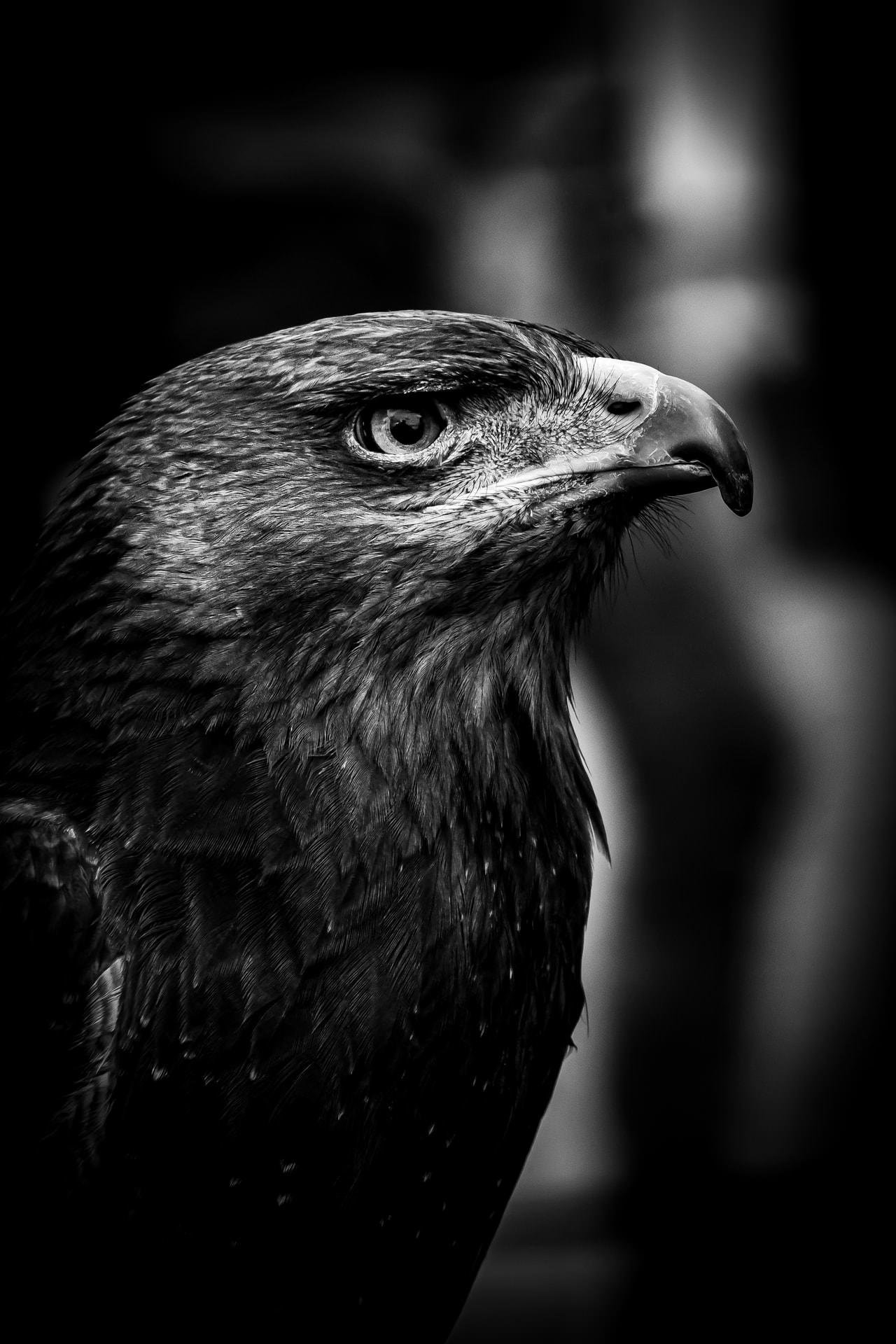 Black-and-white close-up side profile of a hawk’s head and upper body, with a sharp hooked beak and detailed feathers in focus against a blurred dark background.