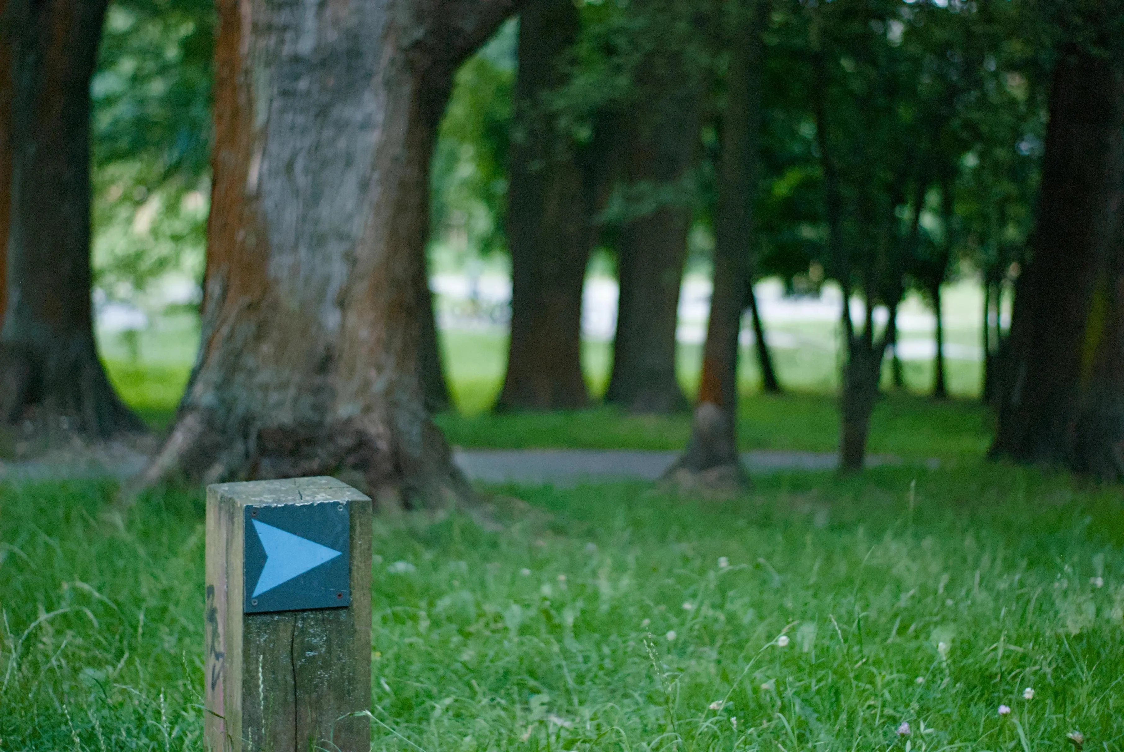 A photo depicting an arrow nailed down to a wooden block in a middle of a park