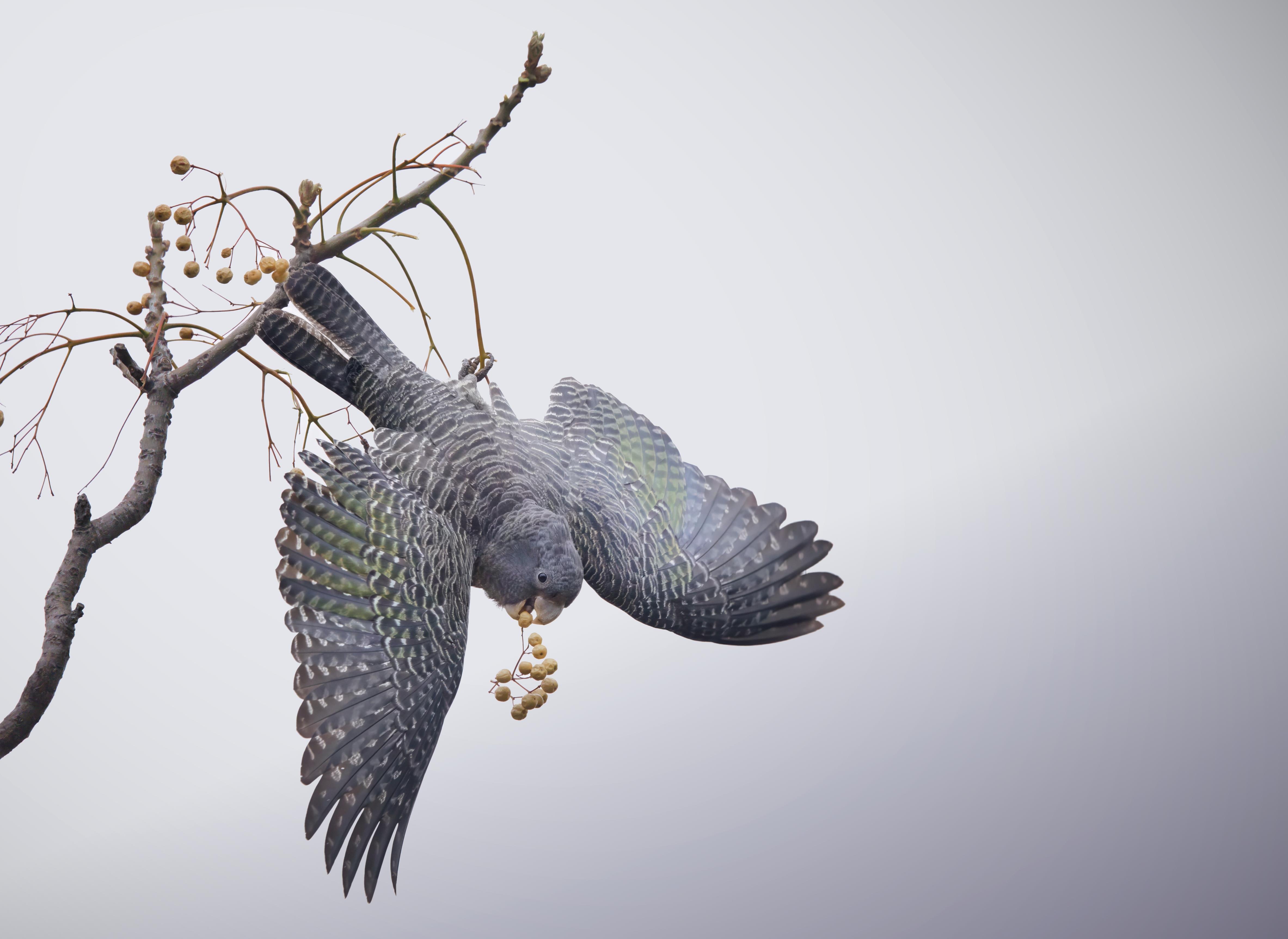 Female gang-gag in mid-flight with wings spread, with a cluster of small berries on its mouth.