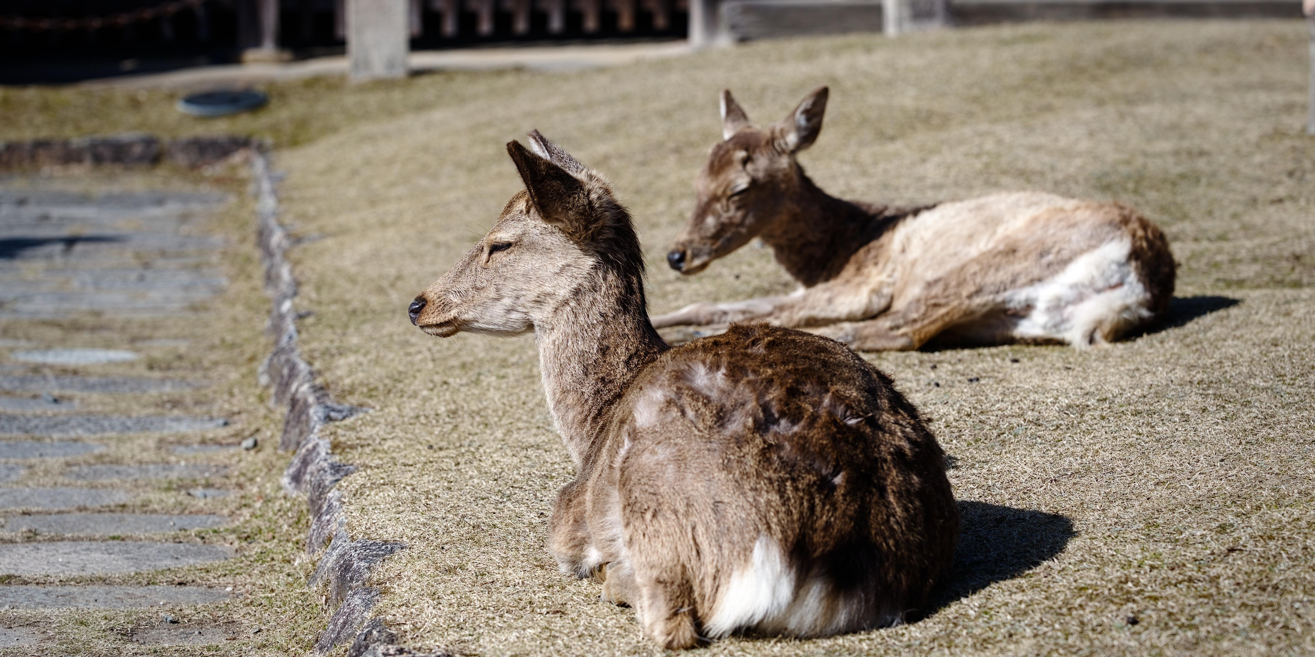 Two hinds laying on yellow, dried up grass, enjoying the sun. Their half-closed eyes look peaceful and almost drowsy.