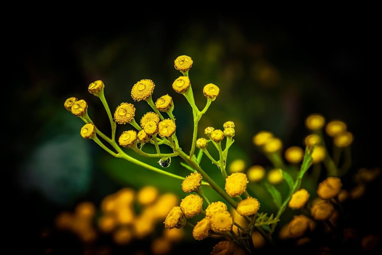 Yellow button-like flowers with green stems and delicate leaves against a dark, blurred background. A small droplet is visible hanging from one of the stems.