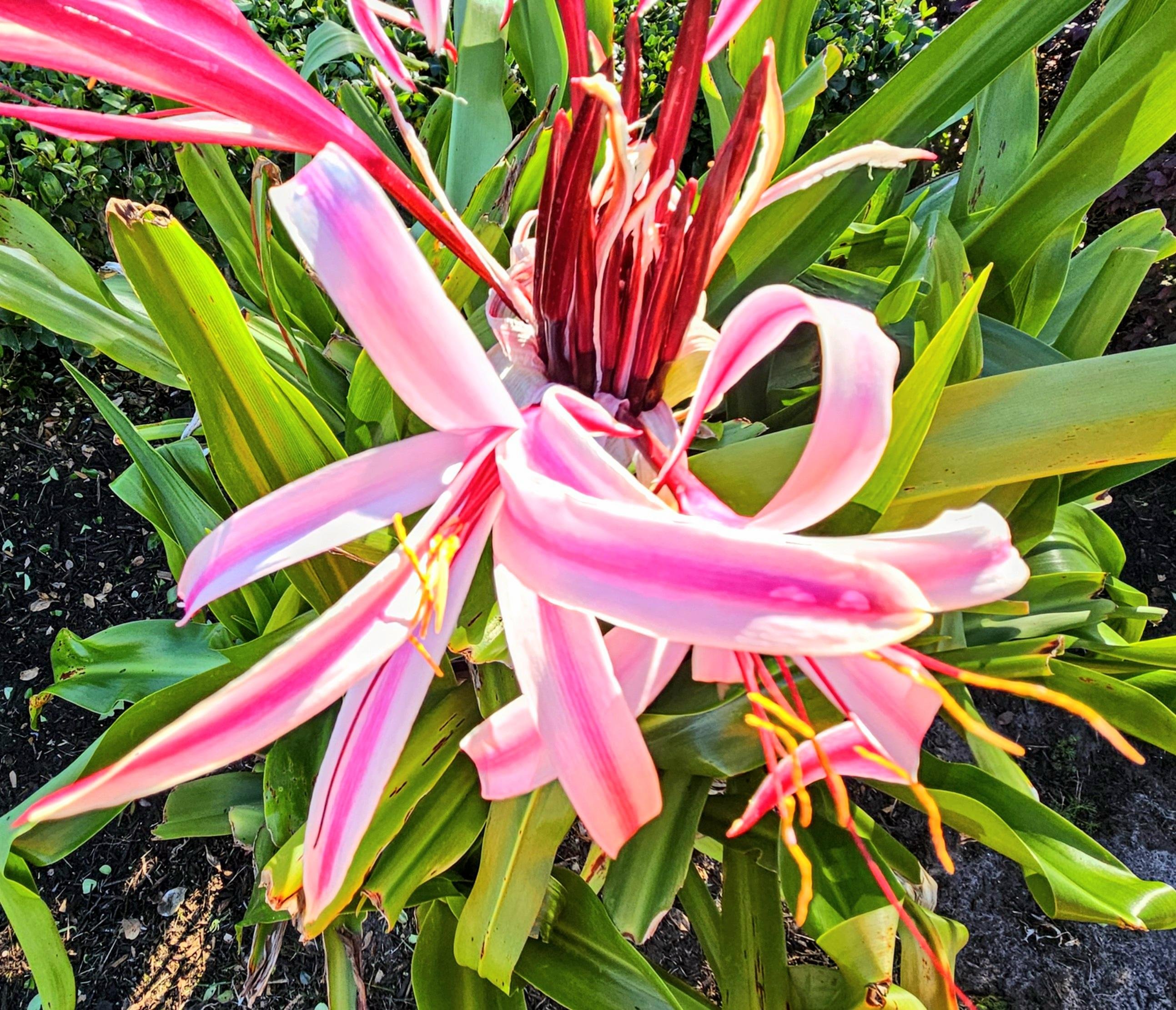 Pink tropical flowers with elongated petals and narrow red stamens, surrounded by lush green leaves. The petals have a white stripe down the center, and the plant is bathed in sunlight. The background includes dark soil and additional green foliage.
