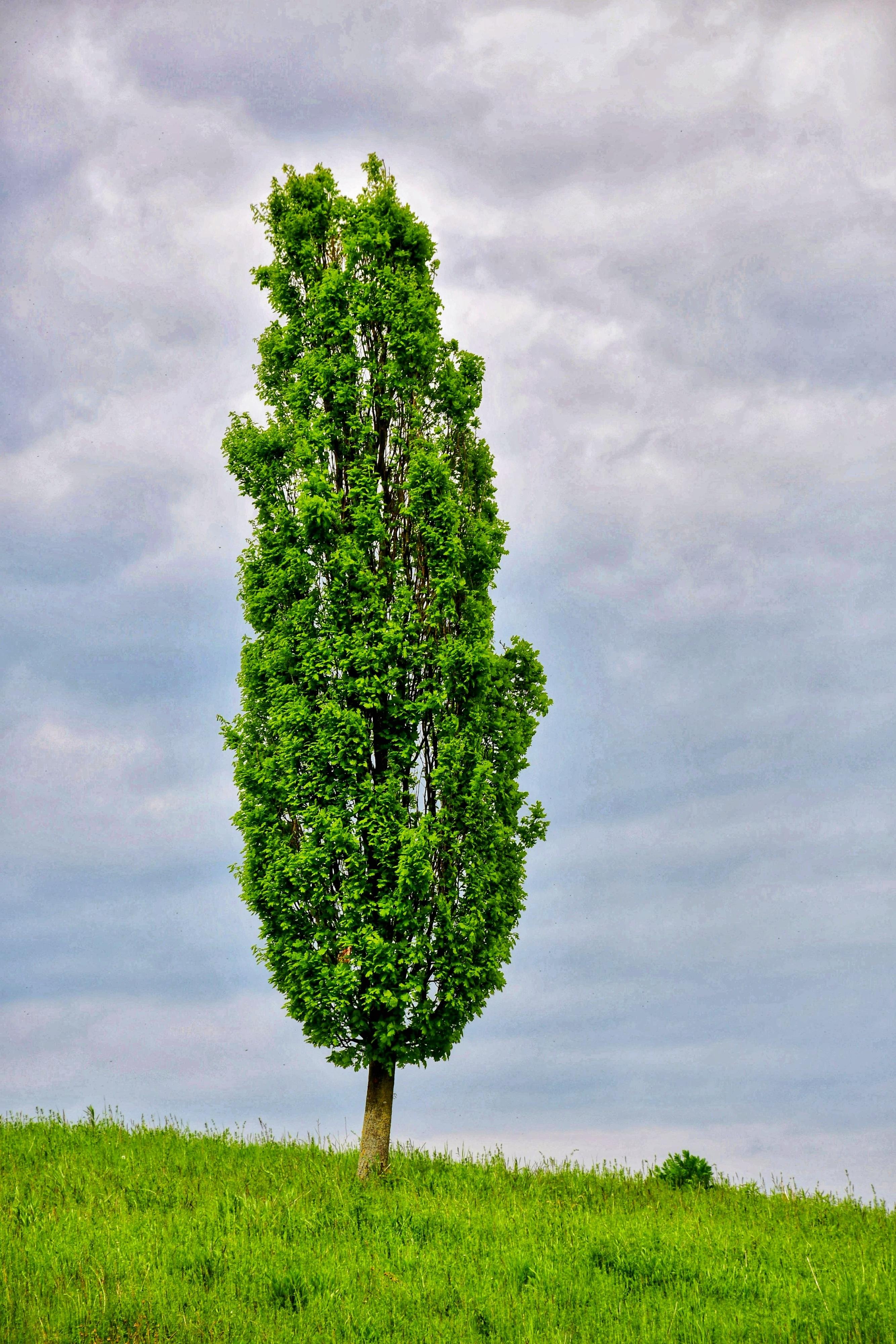Tall, narrow leafy tree standing alone on a grassy hill, centered against an overcast gray sky.
### 
Ein hoher, schmaler, belaubter Baum, der allein auf einem grasbewachsenen Hügel steht, vor einem bedeckten grauen Himmel.