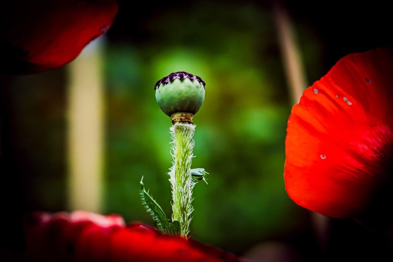 The image shows a poppy flower with a focus on its seed pod in the center. The green seed pod is surrounded by red petals, and the background is blurred, emphasizing the vibrant colors of the flower.