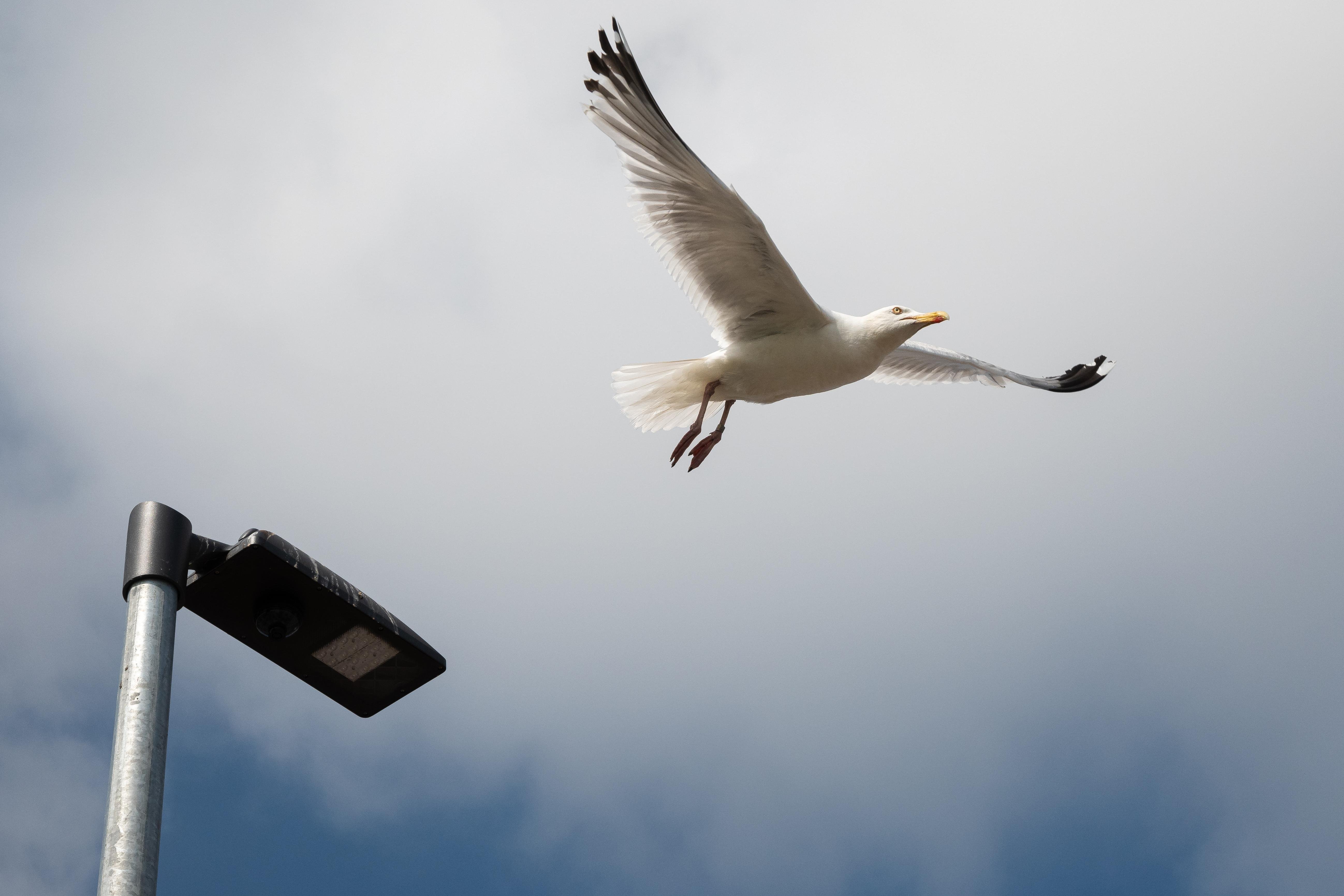 A dove caught in flight in front of a darkish sky.