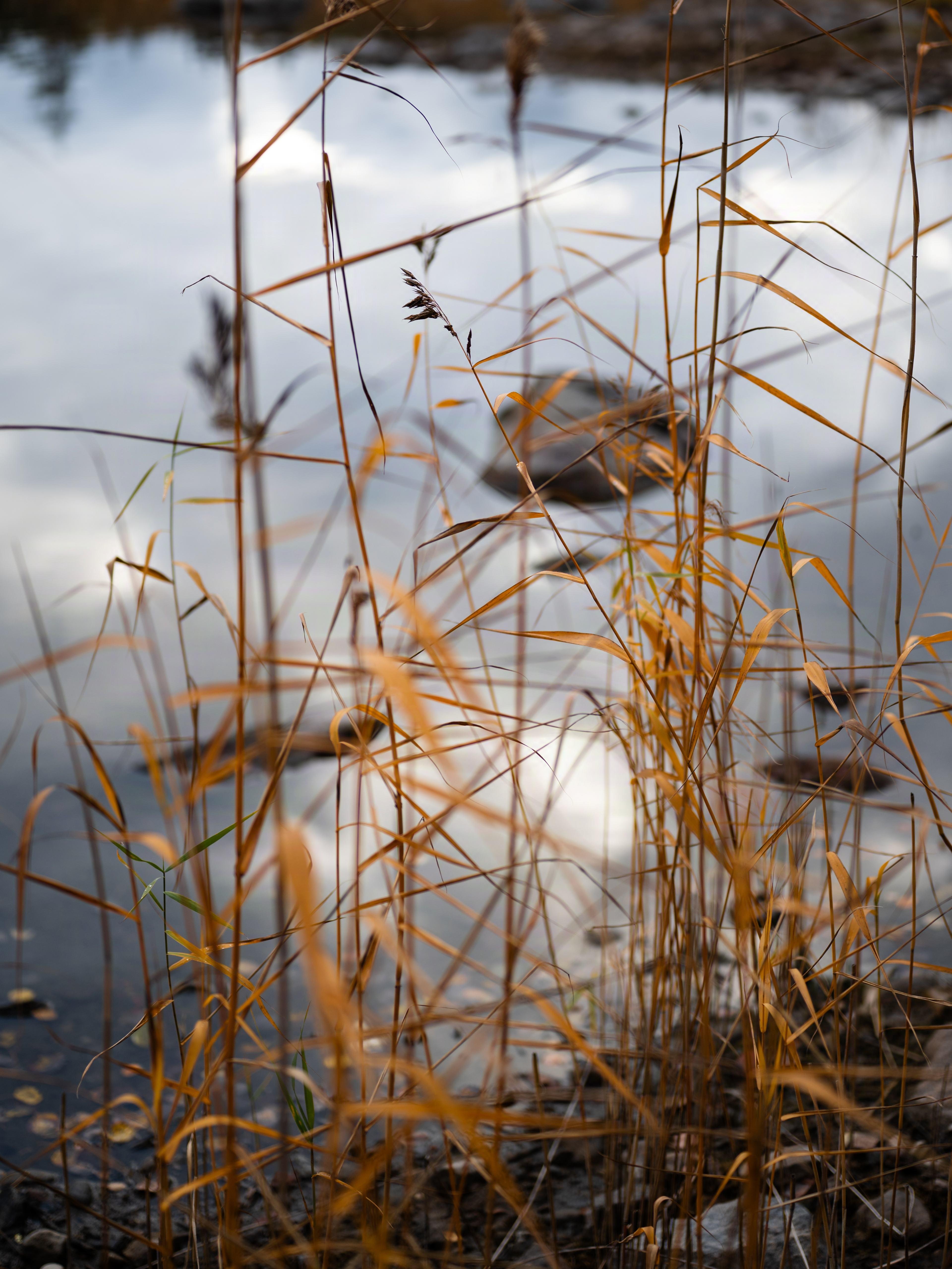 Tall, dried grass stalks with golden hues stand near a calm water surface reflecting a cloudy sky.