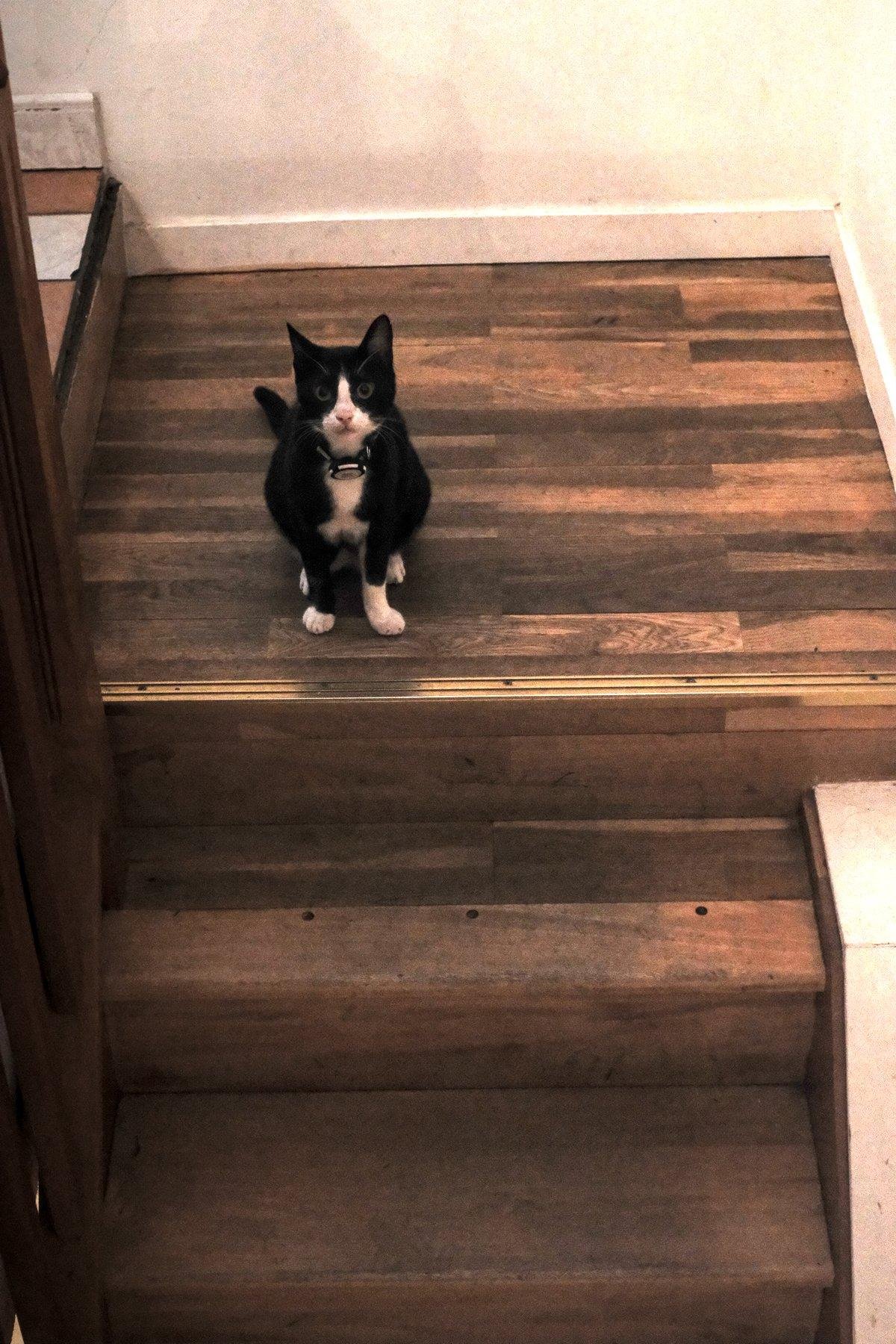 Photo verticale. Sur un palier d’escalier en bois, un chat noir et blanc est assis tourné vers la descente et regarde la caméra