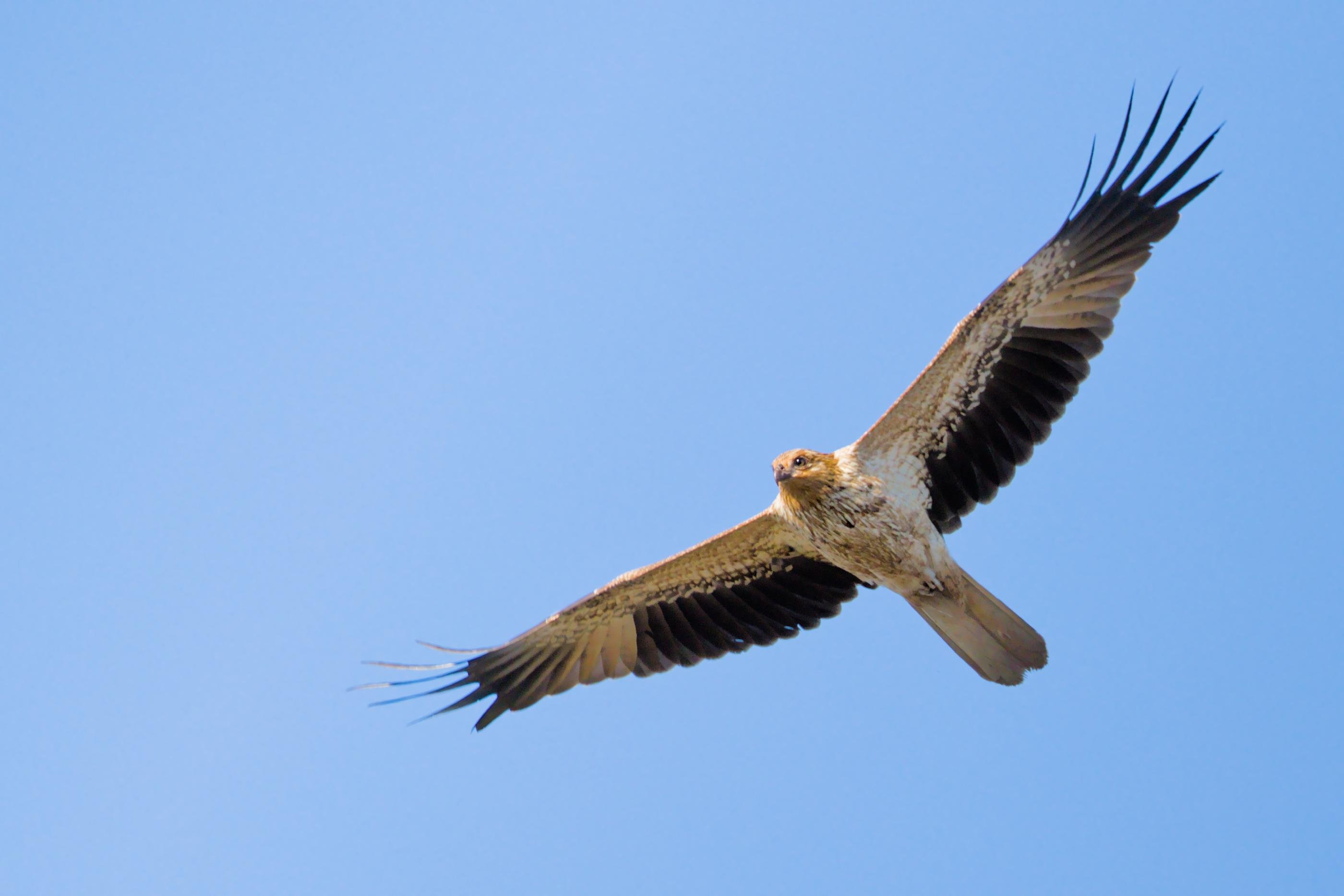 A Whistling Kite soaring with wings fully spread, viewed from below against a clear blue sky.