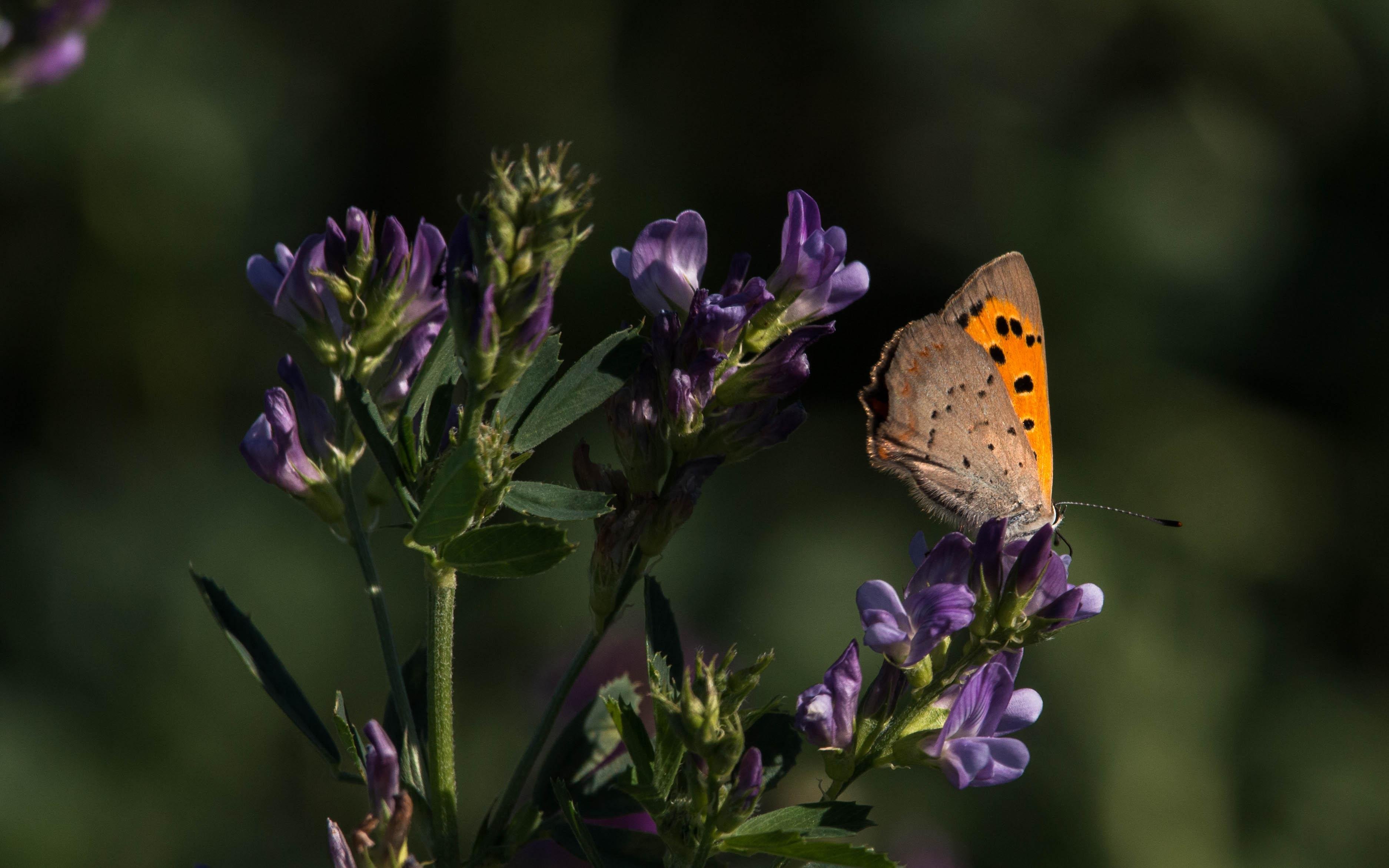 A small copper (Lycaena phlaeas) feeding on alfalfa.