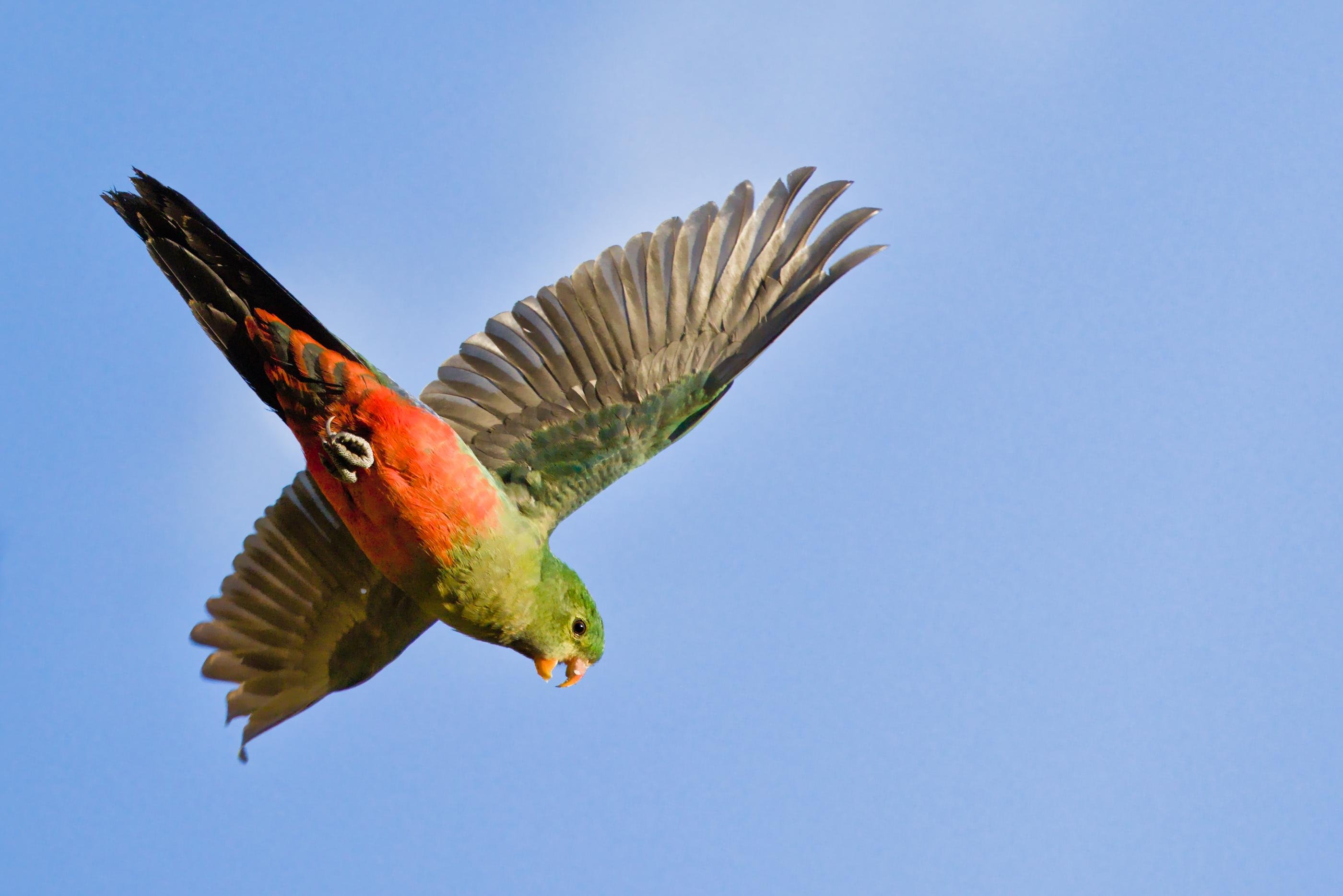 A female King parrot flying with wings fully spread, viewed from below against a clear blue sky.