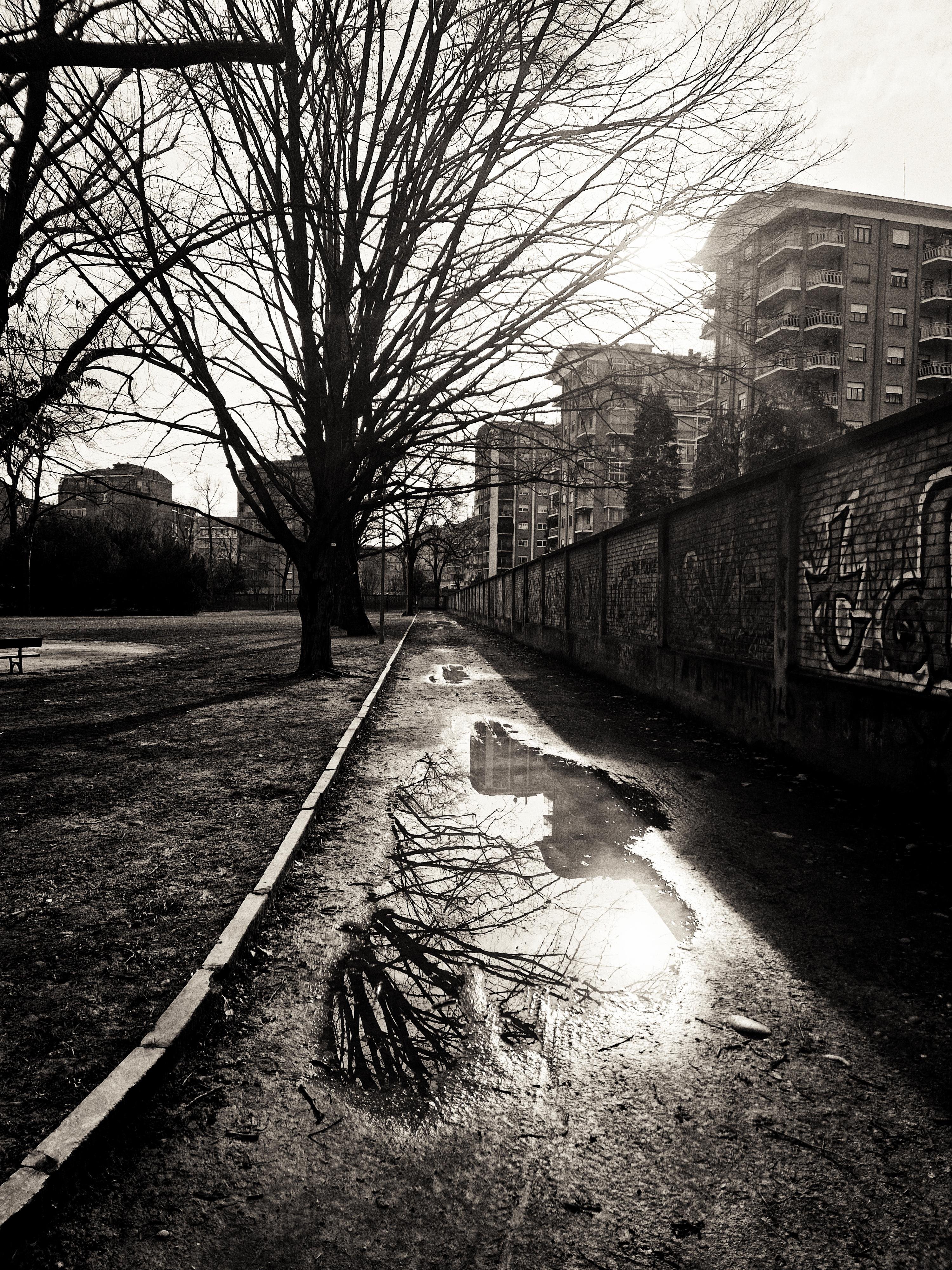 The image shows a black and white scene of a pathway in an urban park. On one side of the path is a row of leafless trees, and a tall brick wall with graffiti on it runs parallel to the path. Puddles of water on the path reflect the silhouette of the trees and part of a building. In the distance, tall apartment buildings are visible. The sun is shining, creating a dramatic lighting effect.