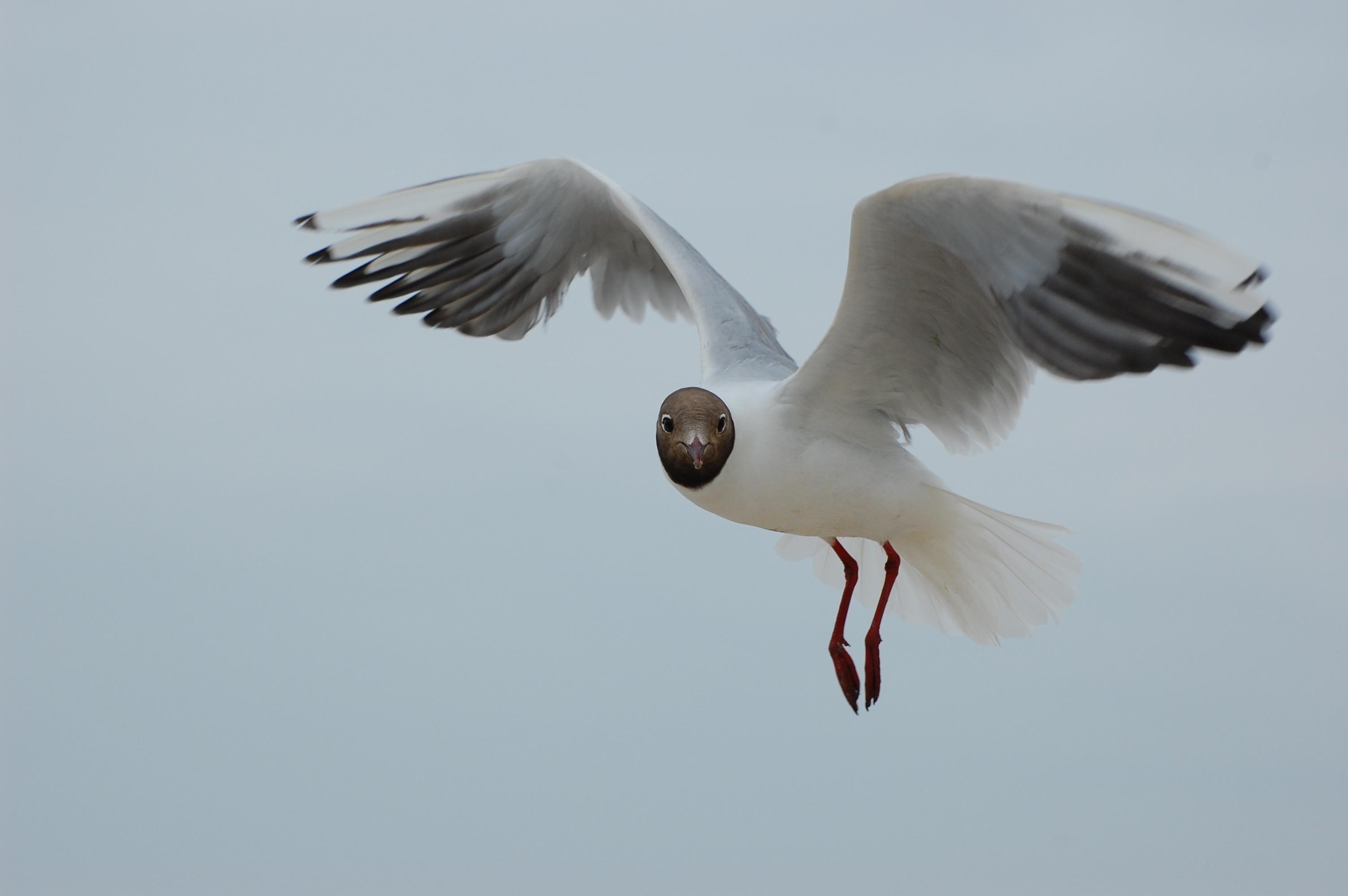 Seagull in flight with open wings against a light blue sky, displaying a white body, gray wings with black tips, and a dark brown head. Its legs and feet are red.
