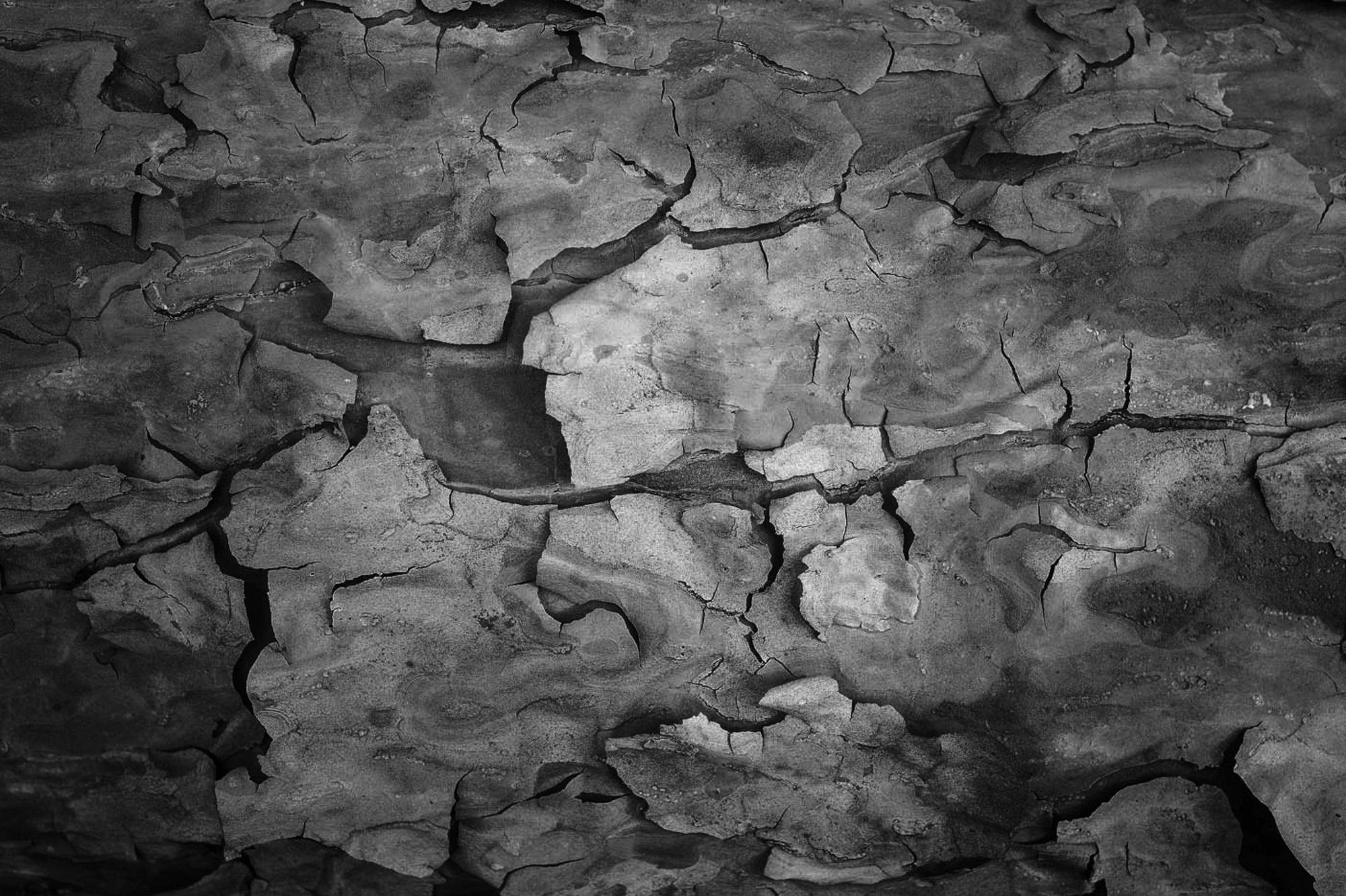 A black-and-white close-up of cracked, flaking pine bark, known as “mirror bark.” The flaking is bordered by dark cracks that extend across the entire image.
