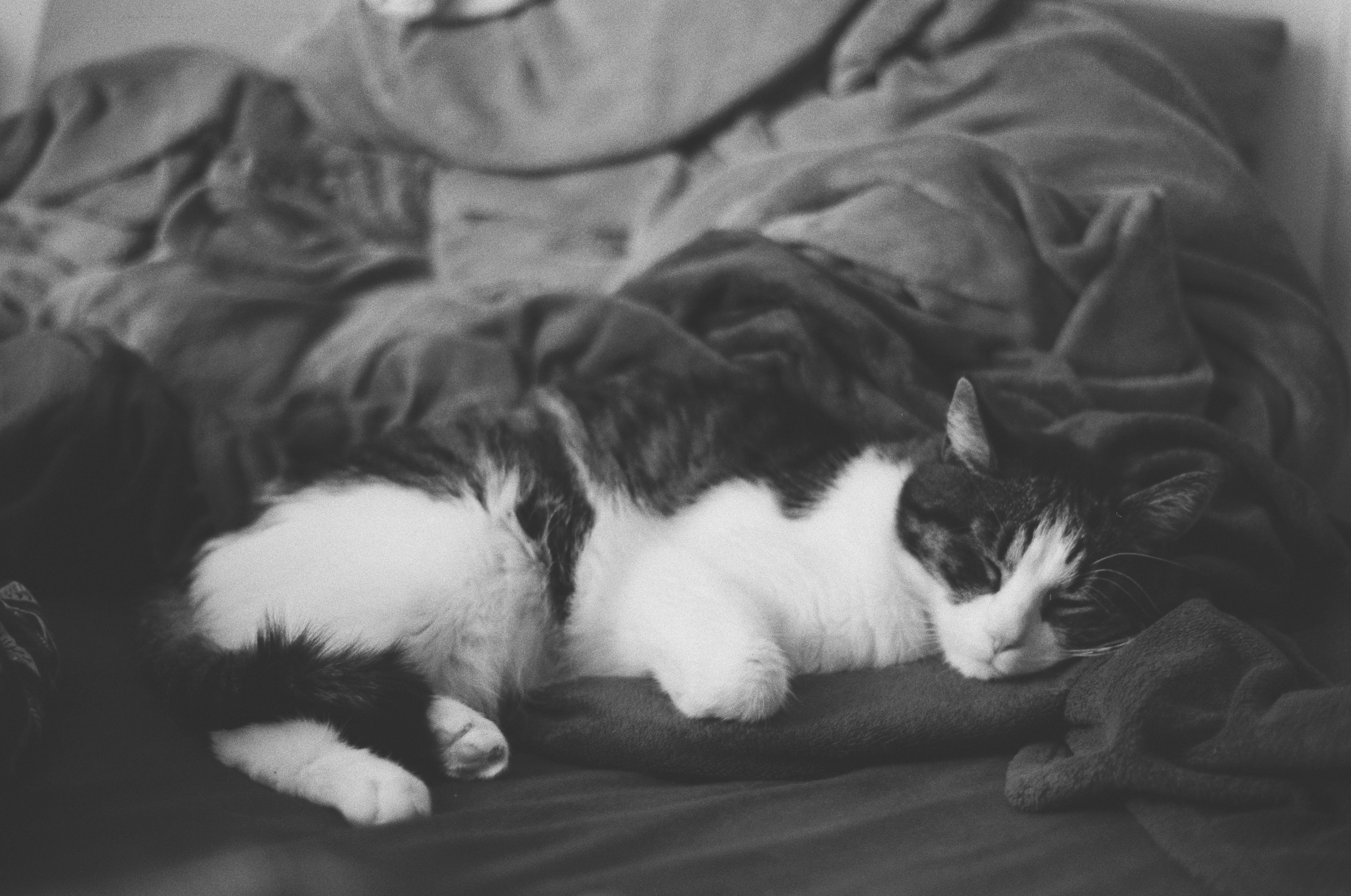 A black and white photograph of a cat sleeping on a bed. The cat is nestled comfortably among blankets. The overall scene has a cozy and relaxed atmosphere.