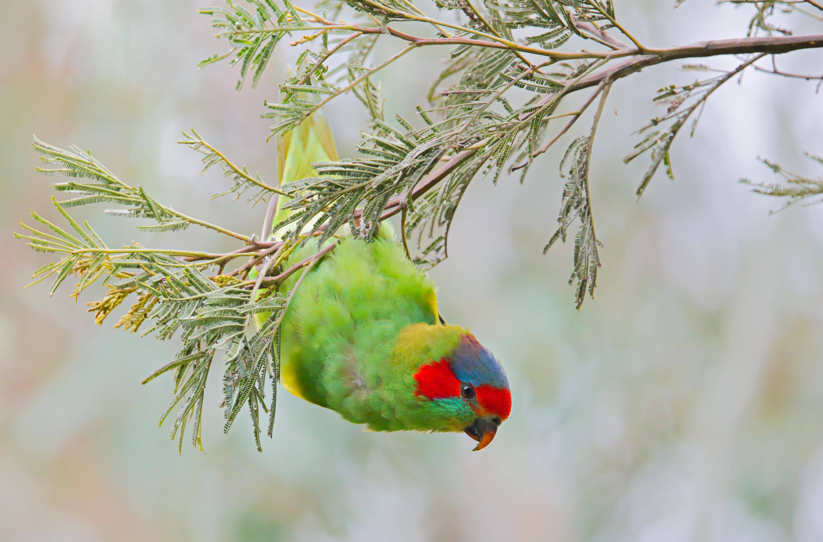 A small lorikeet (m-u-s-k) with a red face and blue crown hanging upside down from a thin, needle-leaf branch, against a blurred pale background.