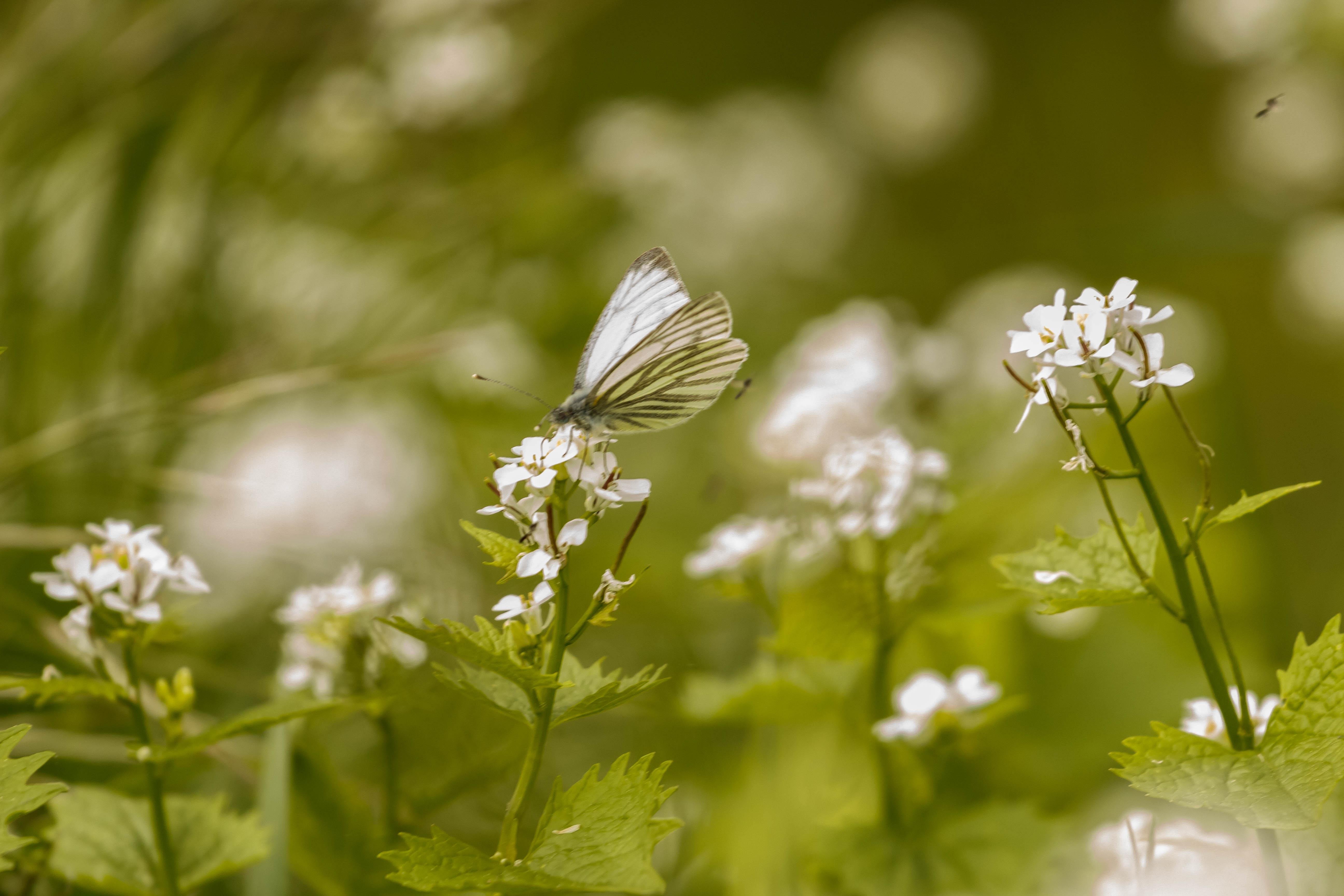 A green-veined white (Pieris napi) feeding on garlic mustard (Alliaria petiolata).