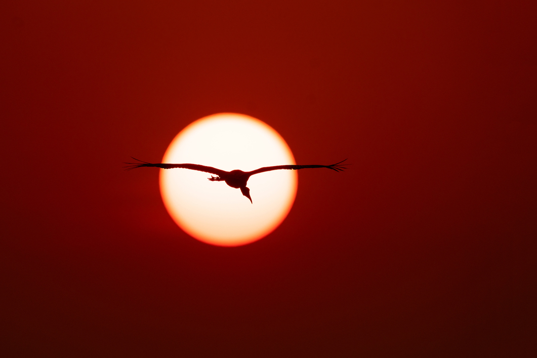 header profile