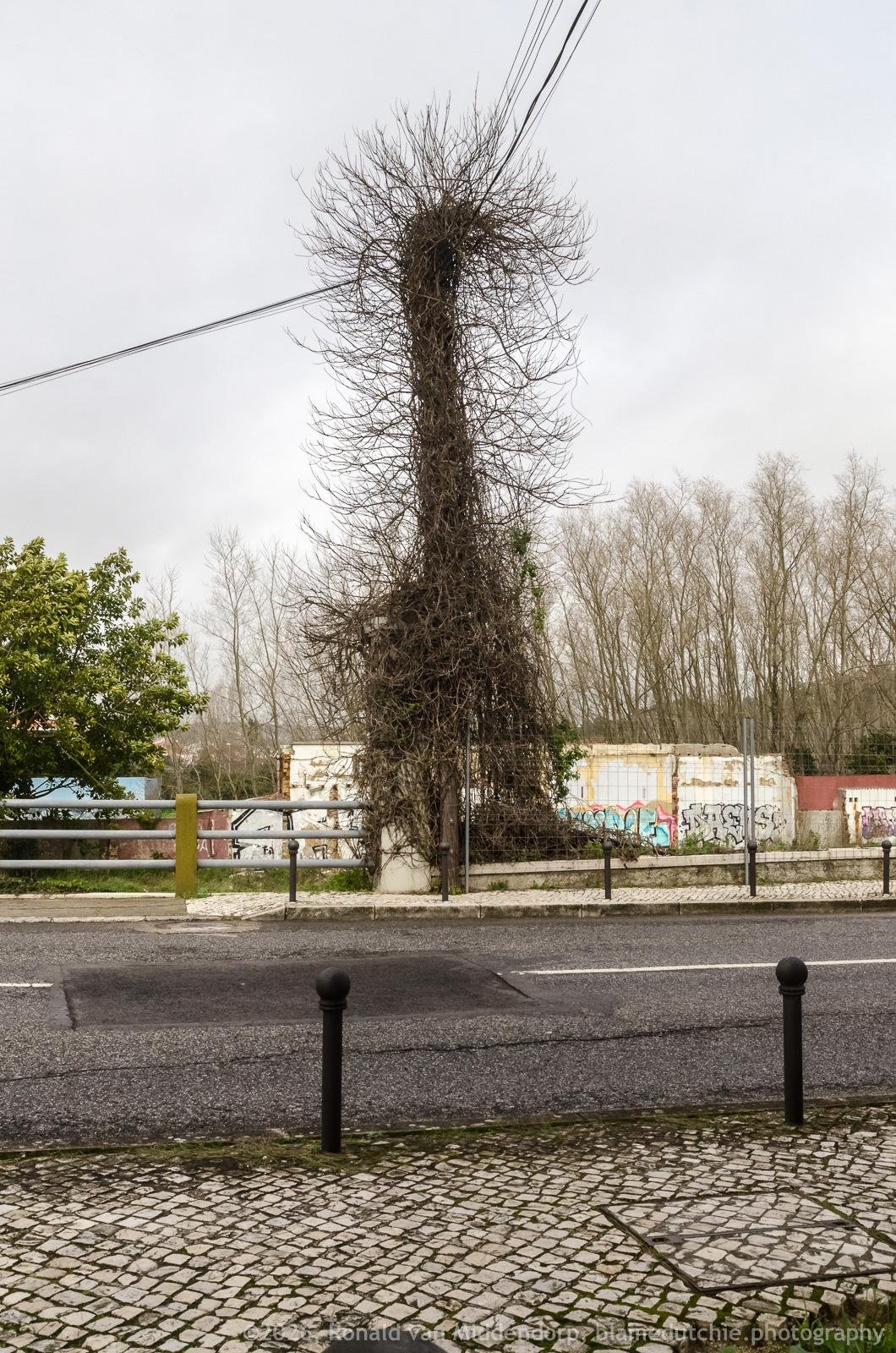 Tall, leafless tree trunk covered in dense vines beside a roadside sidewalk, with overhead power lines crossing the gray sky; in the background are graffiti-covered walls and bare trees, and in the foreground are cobblestone paving and black bollards along the street.