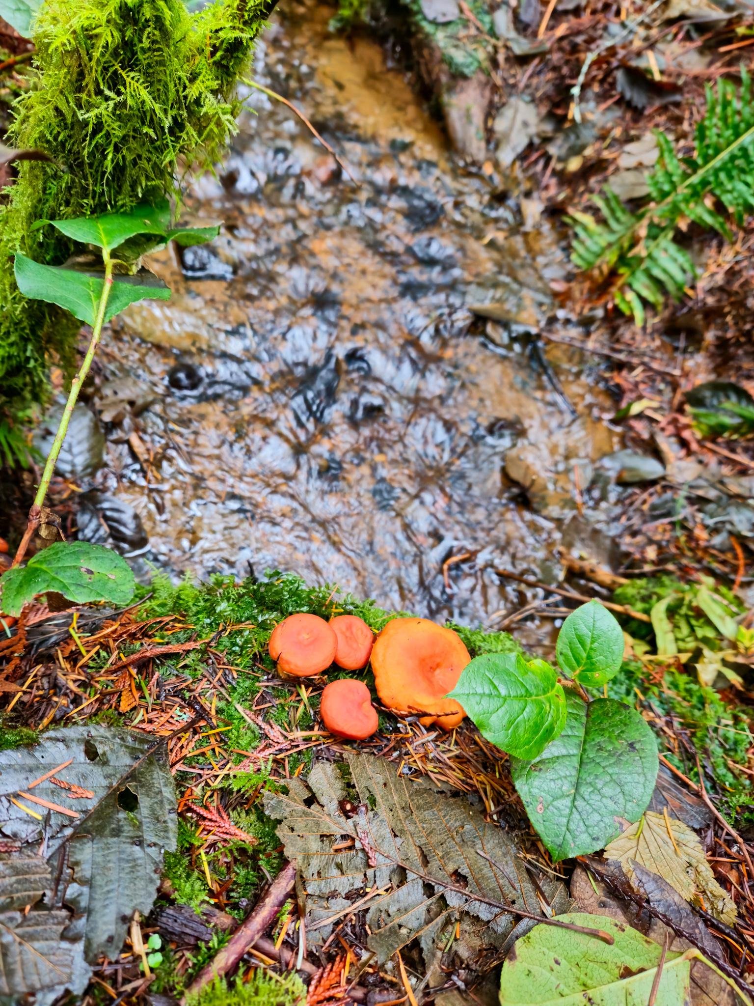 This image shows a small, natural setting with a stream flowing over rocks and leaves. Nearby, there are some orange mushrooms growing on a mossy surface with fallen leaves and a few green plants. The scene appears to be in a forest or woodland area.