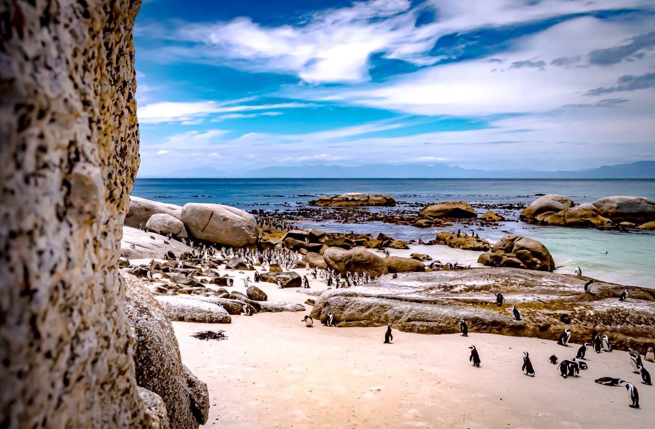 The image shows a coastal scene with a beach populated by numerous penguins. There are large rocks scattered across the beach, and the ocean is in the background under a partly cloudy sky. The setting is likely a penguin colony on a coastal area.