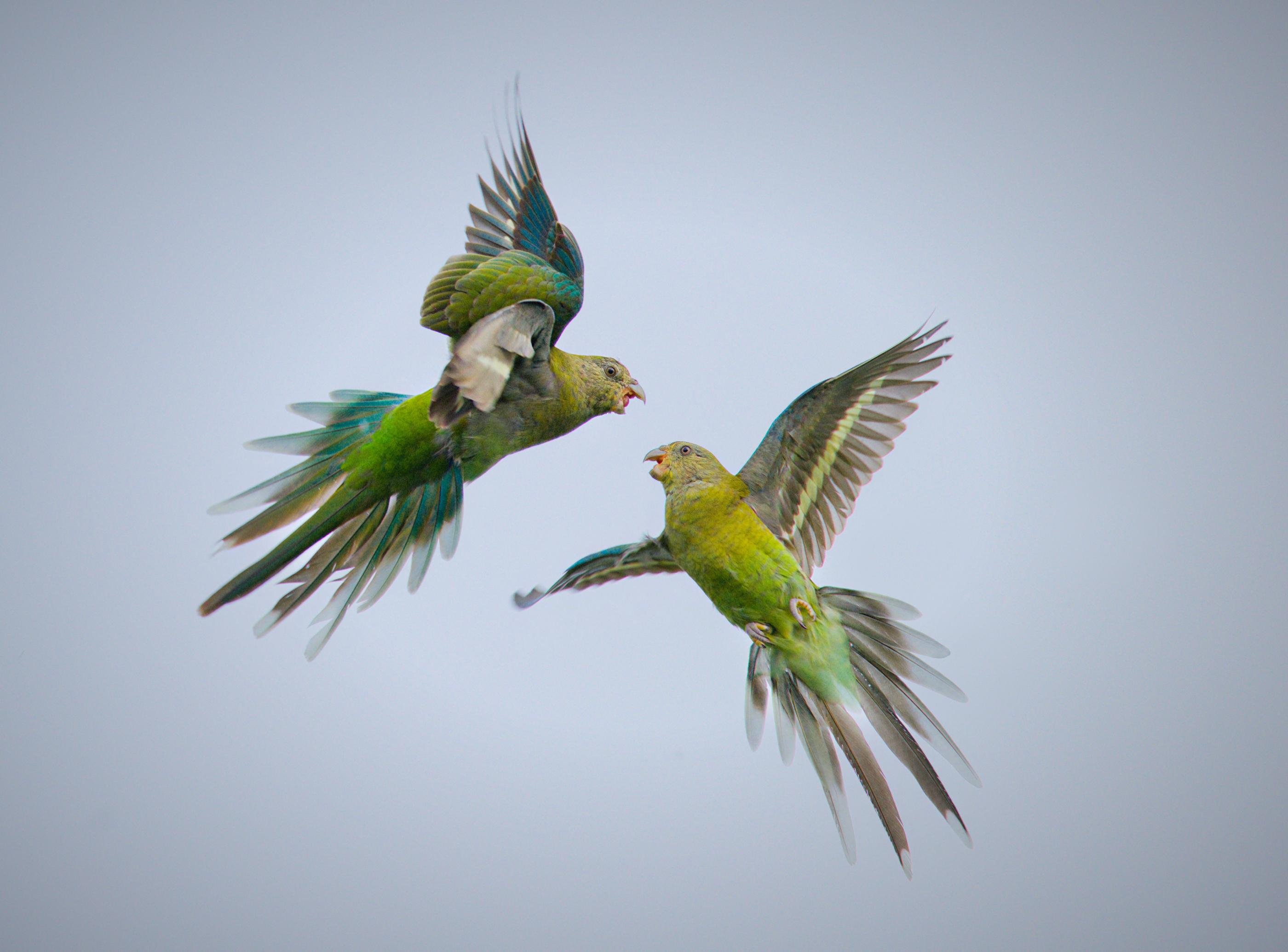 Two female red-rumped parrots mid-flight against a pale gray sky, wings spread wide and beaks open as they face each other near the center of the frame.