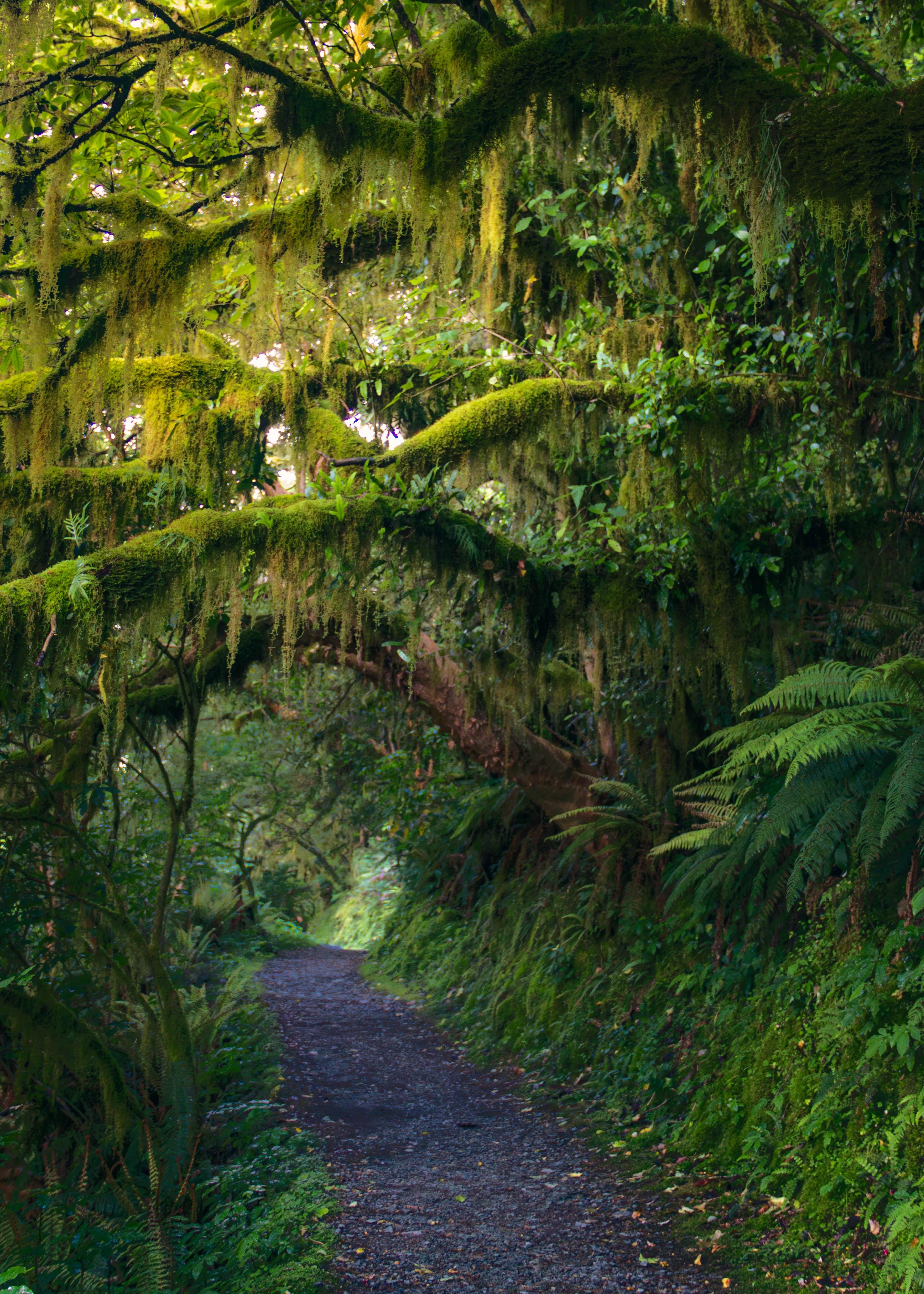 The image shows a lush, green forest path. The trail is surrounded by dense foliage, with moss-covered branches and ferns creating a canopy overhead. The scene is vibrant and tranquil, suggesting a rainforest or woodland atmosphere.