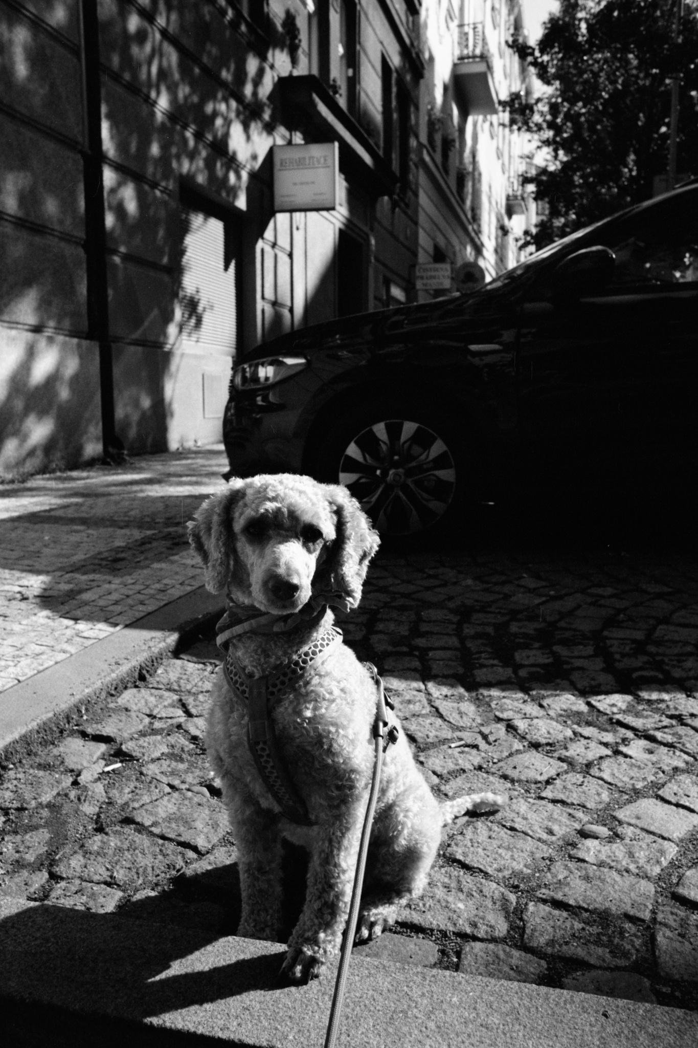 Black-and-white street photo of a curly-haired dog wearing a harness, sitting on a cobblestone road with a leash extending toward the camera; a parked car and tall building facades with shop signs line the sidewalk behind, with tree shadows across the scene.