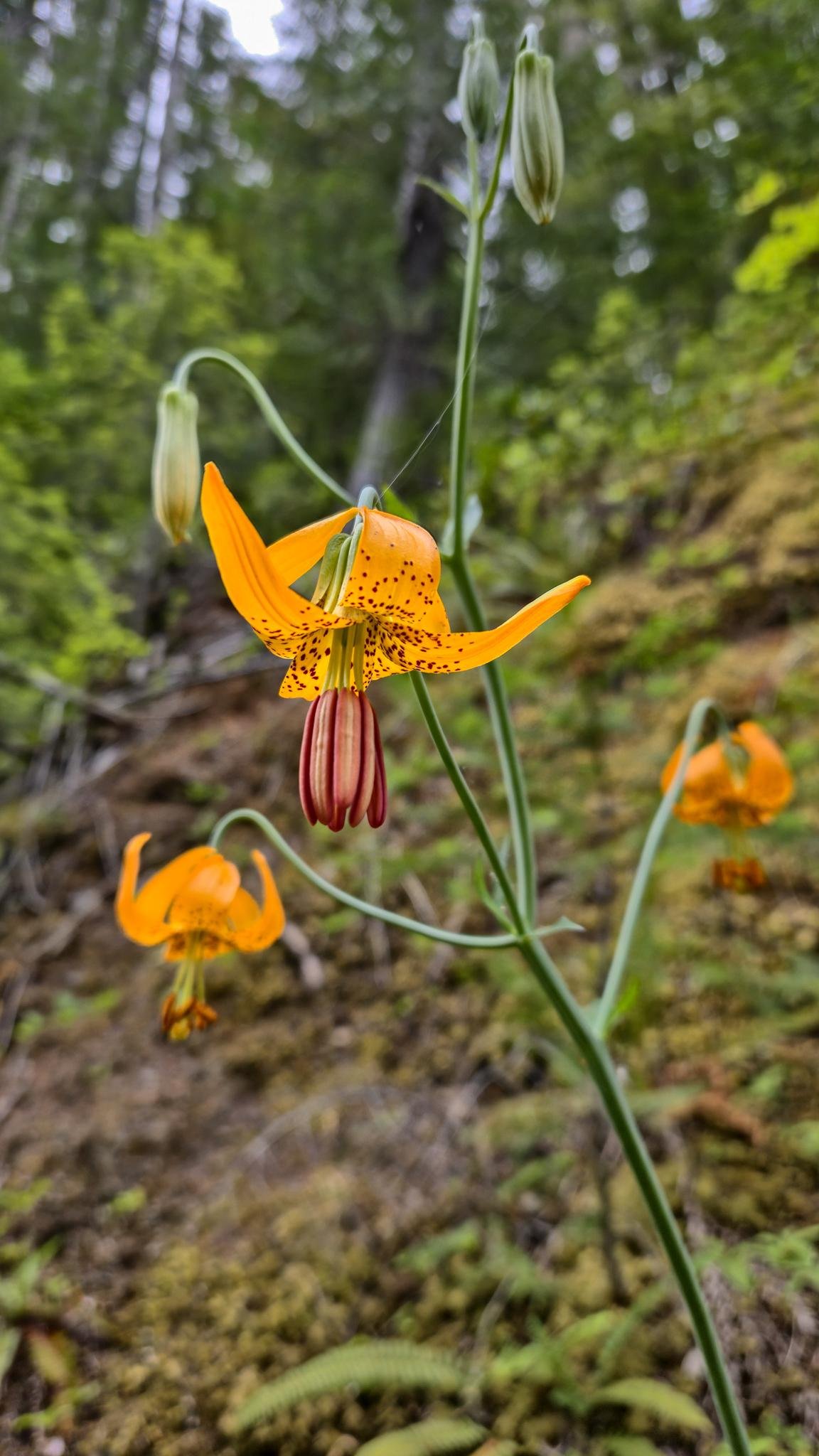 Orange lily with dark spots and red stamens, surrounded by green buds on a slender stem. Three blooms are visible, two in the background, set against a blurred forest backdrop.