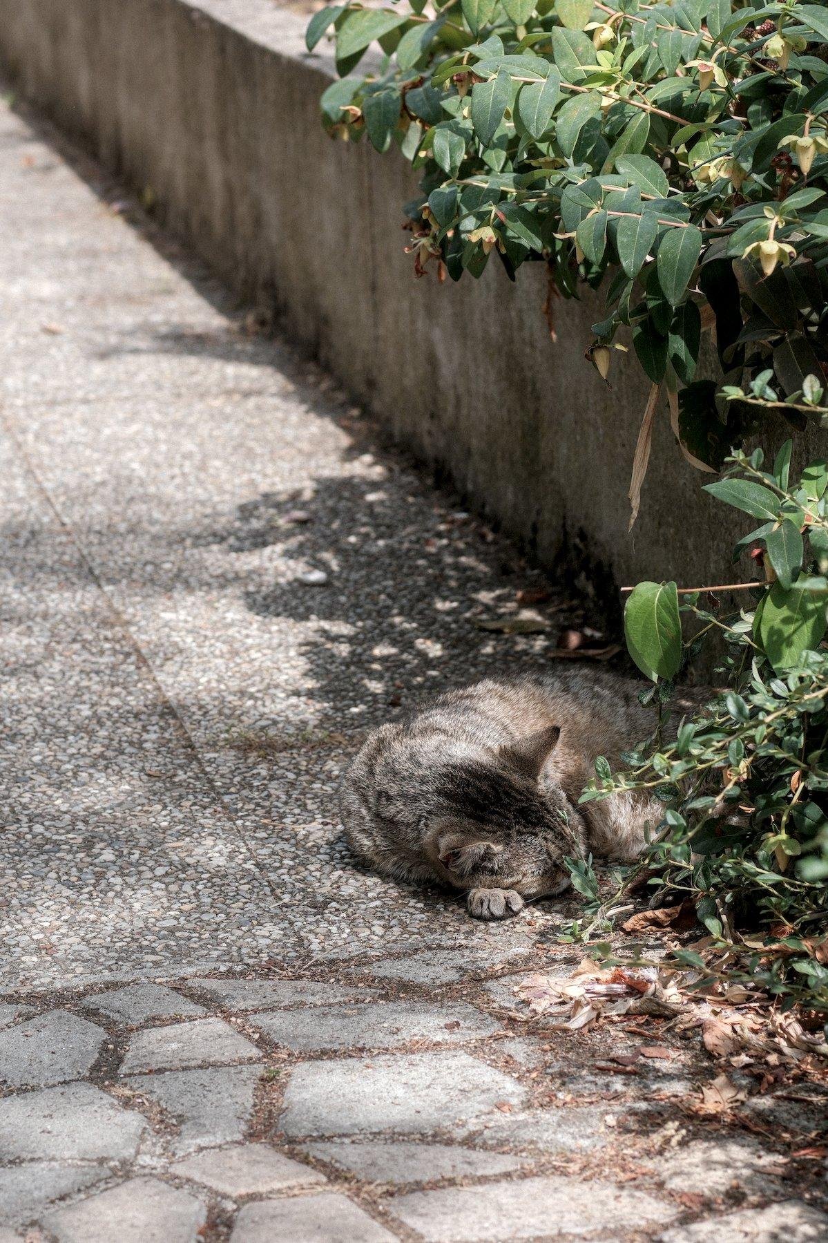 Photo verticale. Dans une allée piétonne, un chat tigré dors à même le sol, sous le feuillage de plantes, le plus gros de l’ombre se passant derrière lui désormais