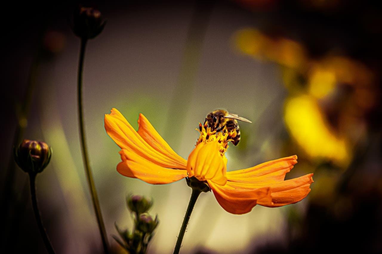 Orange flower with elongated petals, centered against a blurred background. A bee is perched on the flower's central disc, collecting nectar. Surrounding plant stems and buds are visible in the soft focus background, with hints of additional yellow flowers.