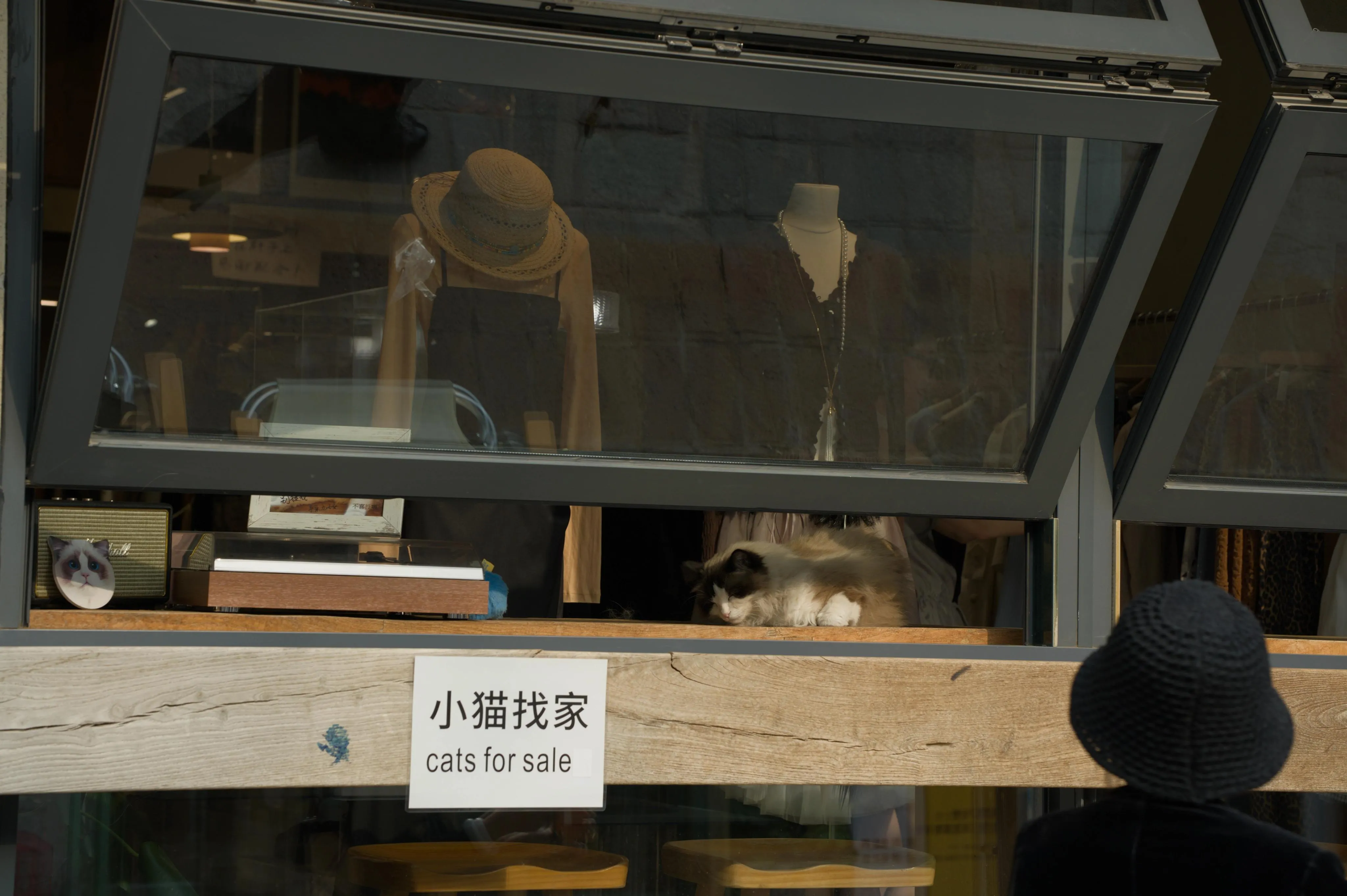 Photograph of the semi-open window of a clothing store with a cat sleeping inside it. Under the window, a sign indicates both the Chinese characters for "kitty is from the house" and the English sentence "cats for sale". A lady with a hat similar in shape to the one being sold inside is looking from the outside.