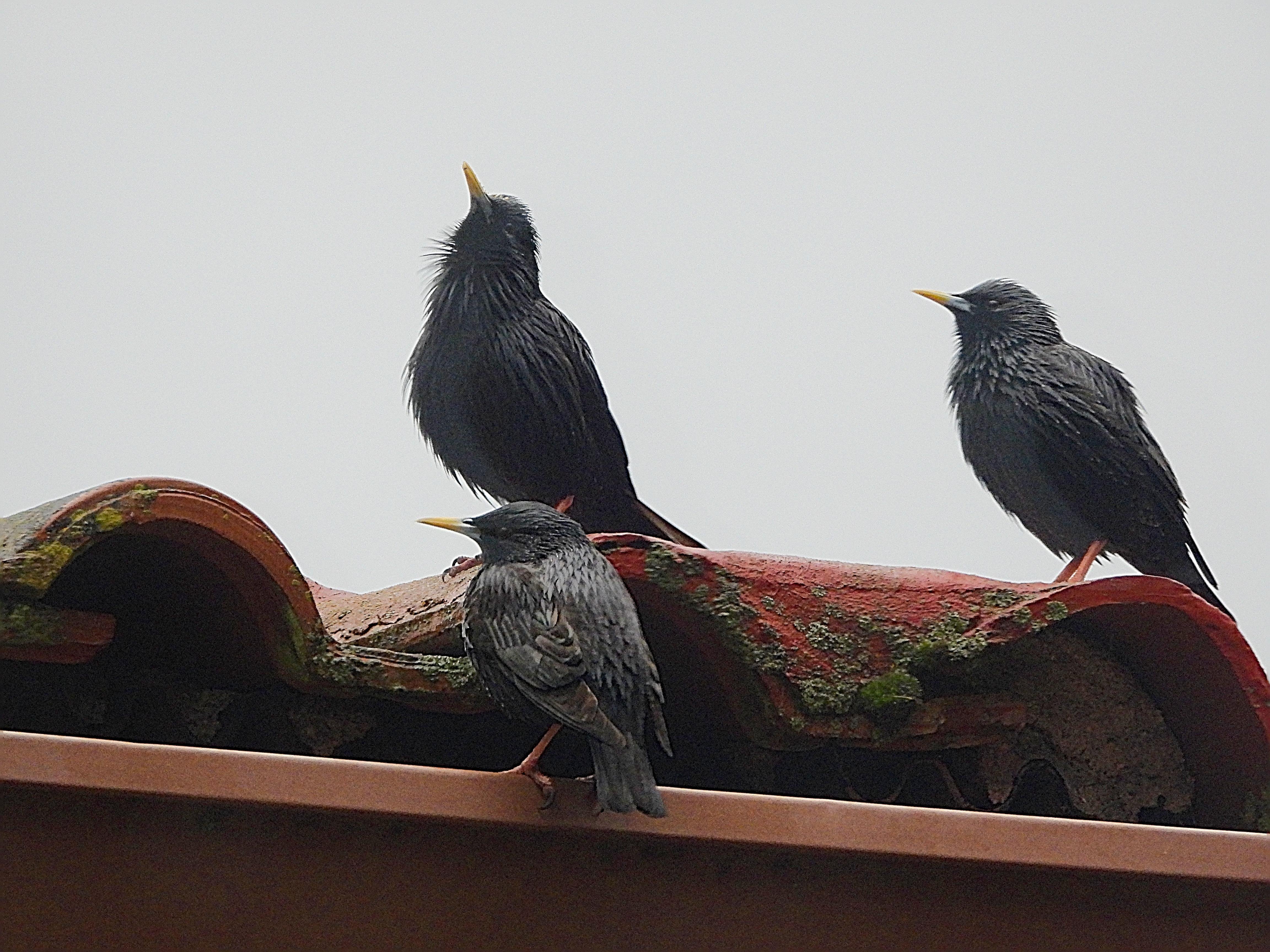 Hay tres estorninos posados en un tejado. El cielo está gris y las tejas se ven con manchas de musgo. El primero, arriba a la izquierda está mirando al cielo con la cabeza alzada, más abajo otro, posado en un canalón de color marrón mira a la izquierda y el tercero más arroba a la derecha,. sobre una teja posa de lado.
Poseen un tamaño mediano, aspecto compacto, patas cortas y fuertes, y pico puntiagudo. Lucen una coloración uniformemente negra. Tienen el pico amarillo y las patas son rosadas. El aspecto de las plumas es como si hubiesen usado gomina para peinarse.
Si estás leyendo este texto es porque tienes dificultades de visión y espero que te haya ayudado a ver la imagen. Si no ha sido así, te agradecería los comentarios.
Si lo has leído aunque ves la imagen sin problemas recuerda que debes poner un texto alternativo en tus archivos multimedia para que todo el mundo pueda disfrutarlos.